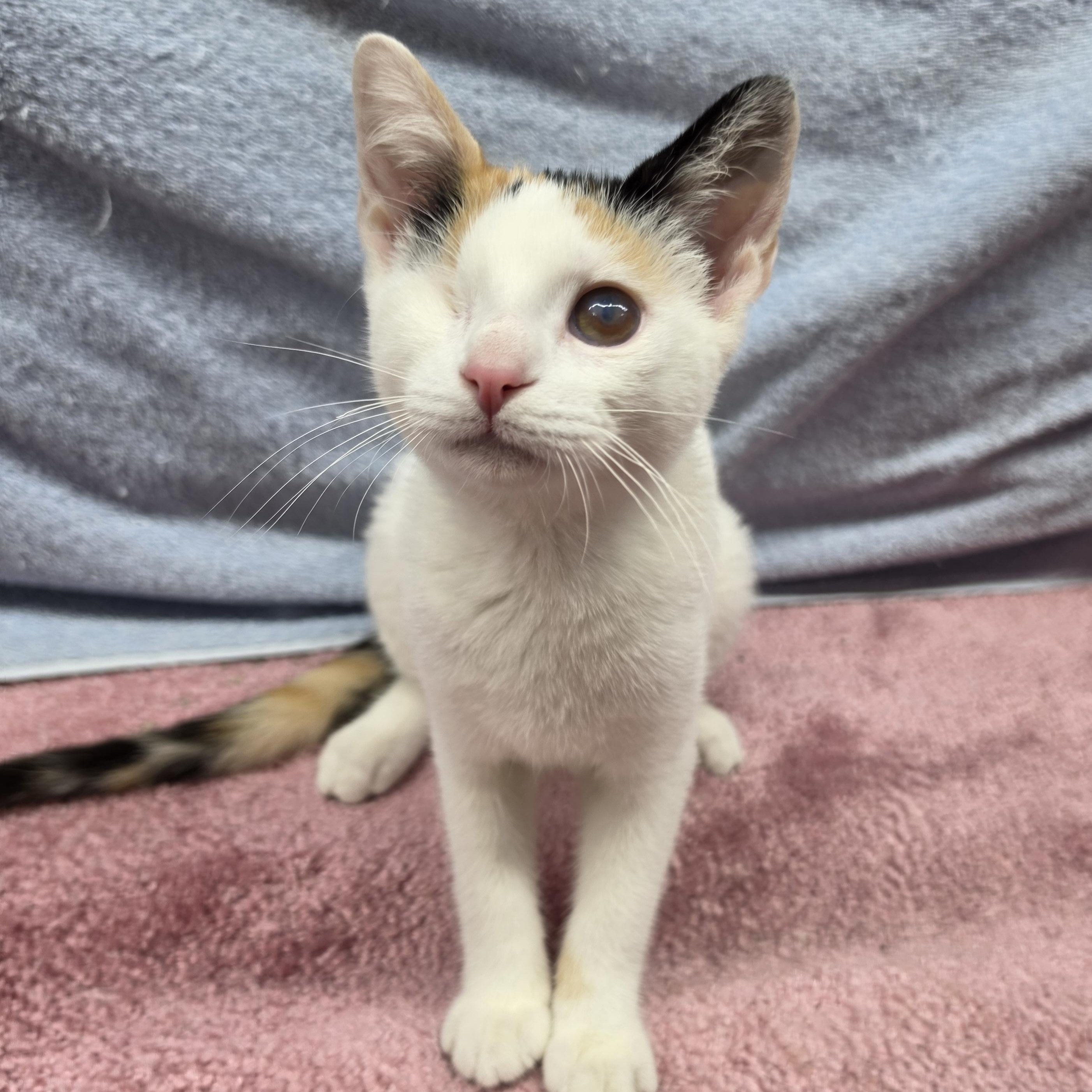 Enlarge Tulip, a Adoptable Domestic Short Hair in Avon, OH image 1/3