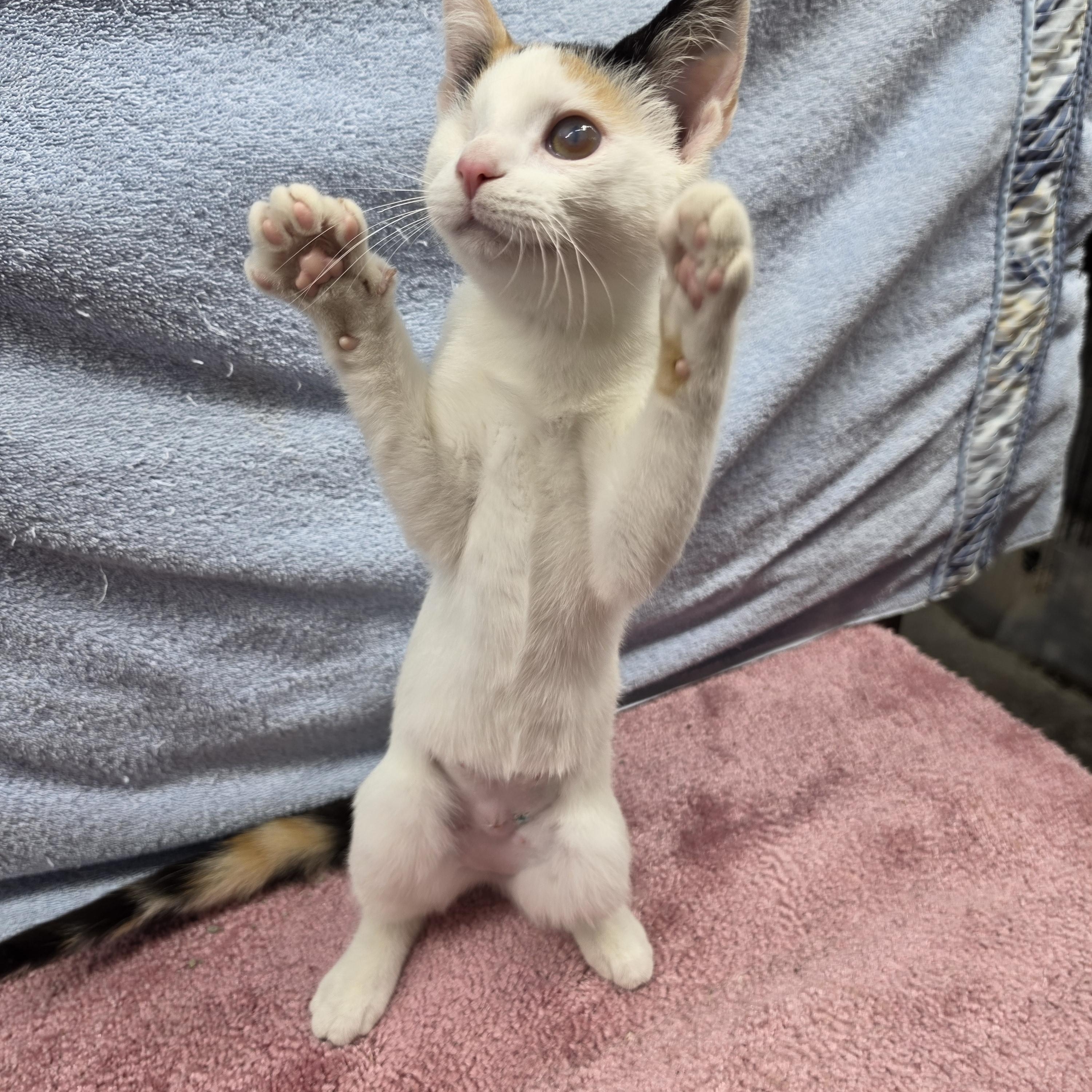 Enlarge Tulip, a Adoptable Domestic Short Hair in Avon, OH image 2/3