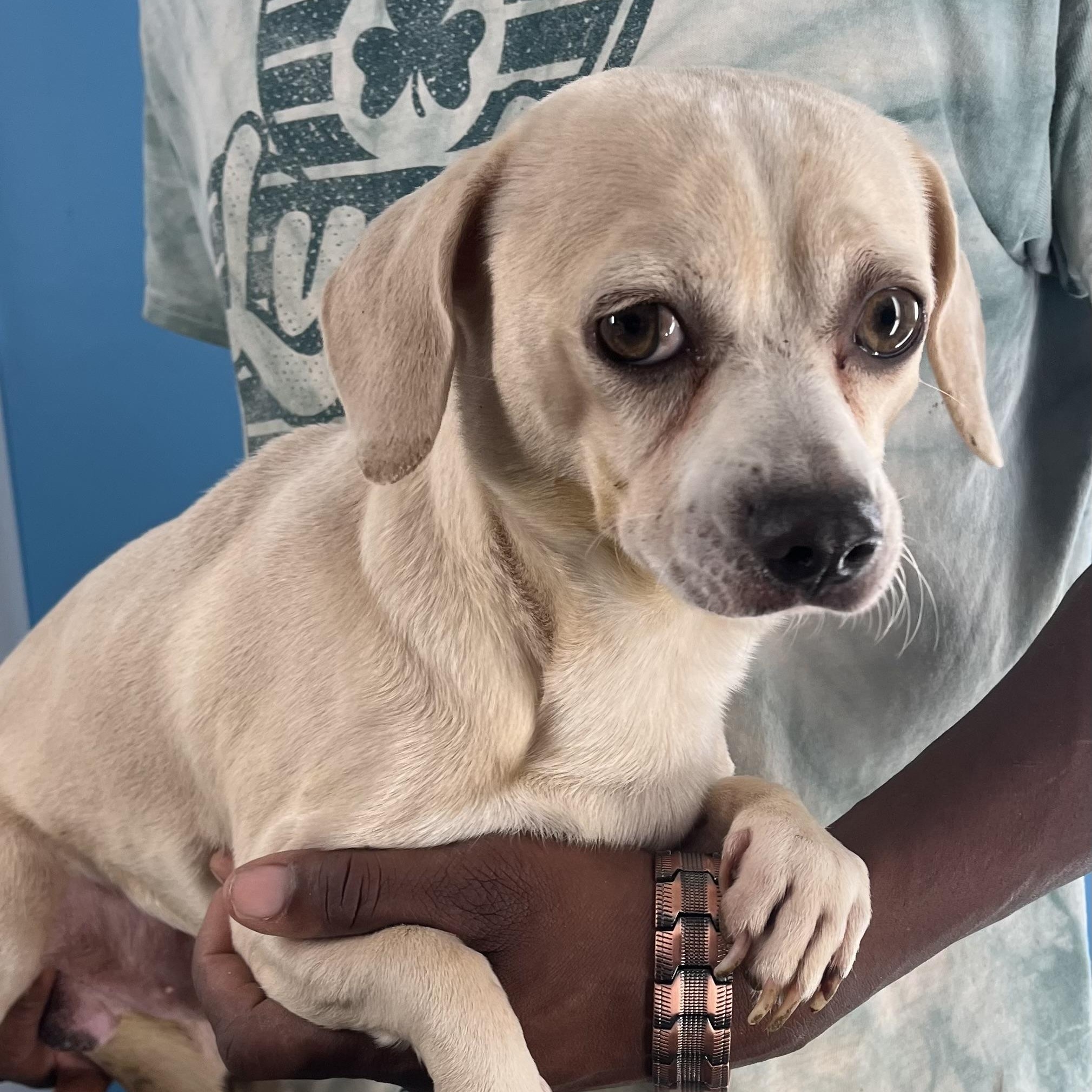 Turbo - Local Jan 11, adoptable, Adult Male Chihuahua & Dachshund.