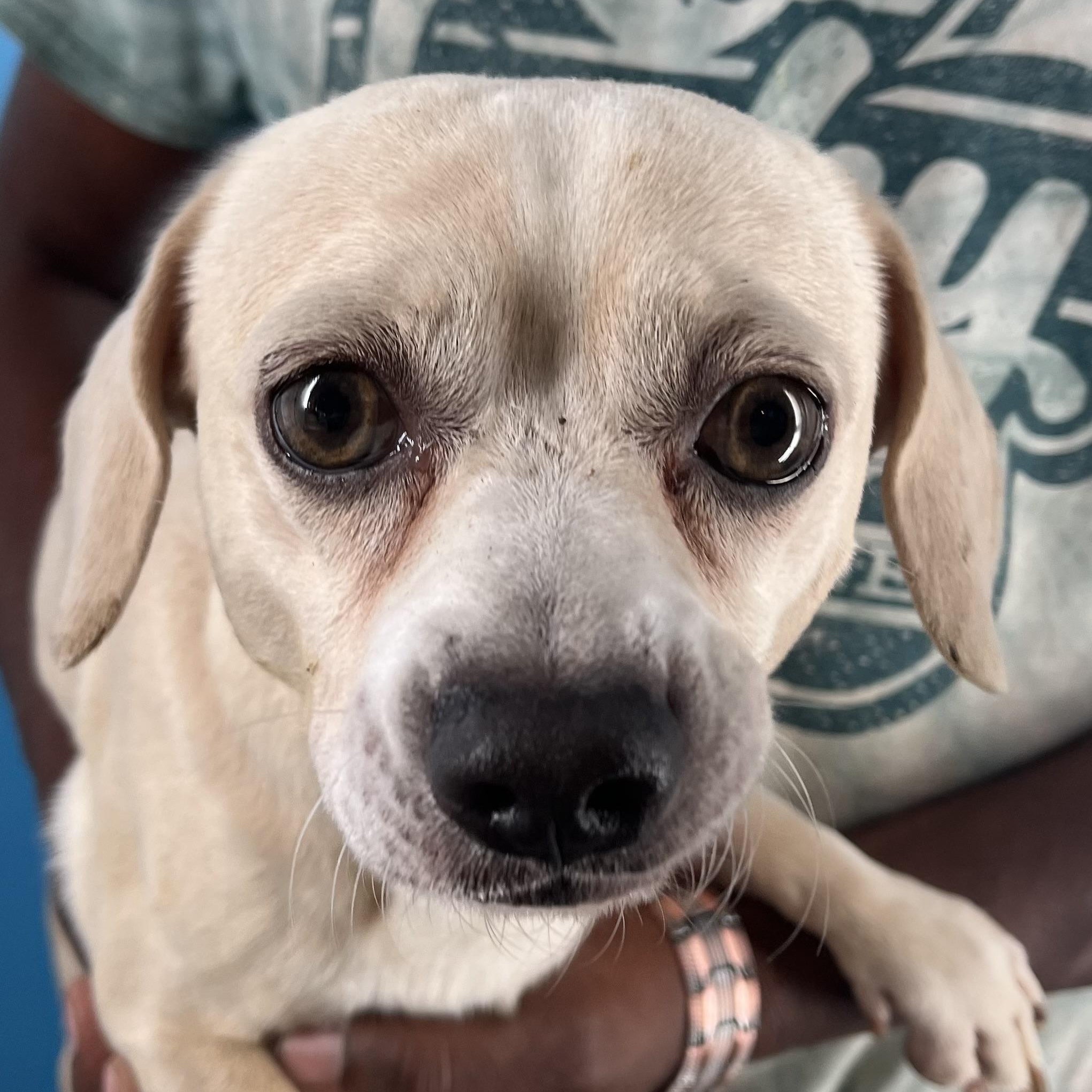 Enlarge Turbo - Local Jan 11, an adoptable mixed breed in Westerly, RI image 7/12