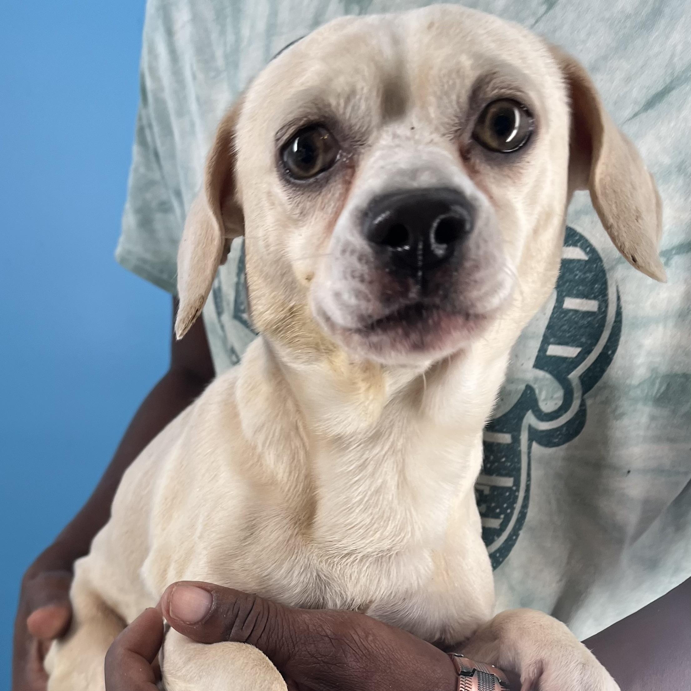 Enlarge Turbo - Local Jan 11, an adoptable mixed breed in Westerly, RI image 11/12
