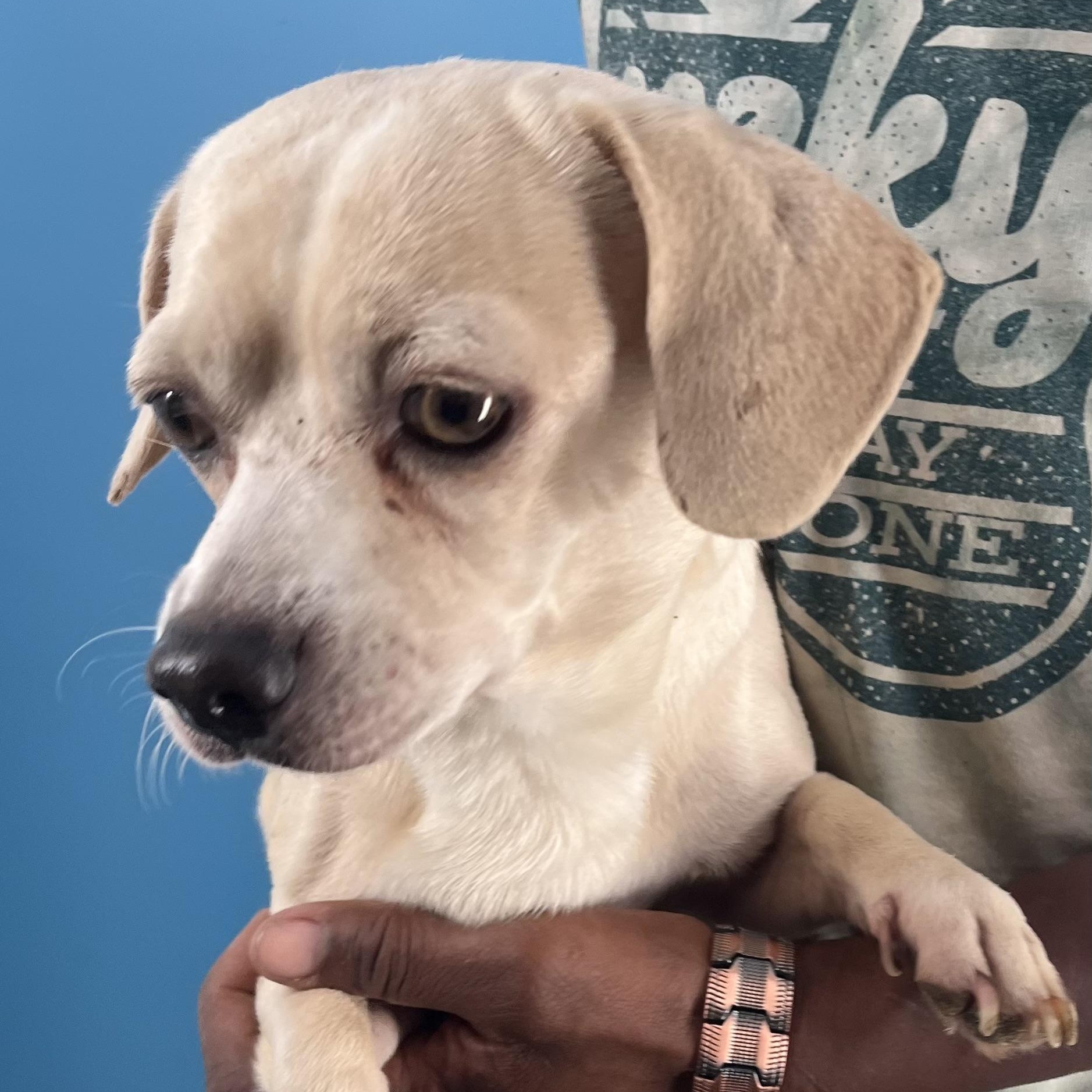 Enlarge Turbo - Local Jan 11, an adoptable mixed breed in Westerly, RI image 12/12