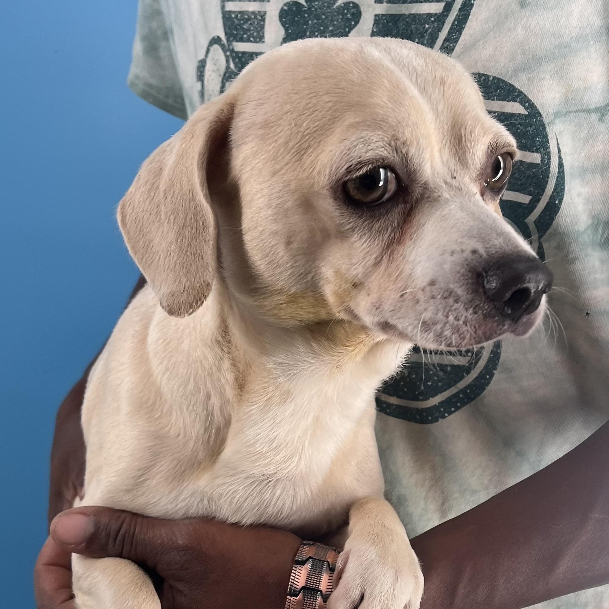 Enlarge Turbo - Local Jan 11, an adoptable mixed breed in Westerly, RI image 9/12