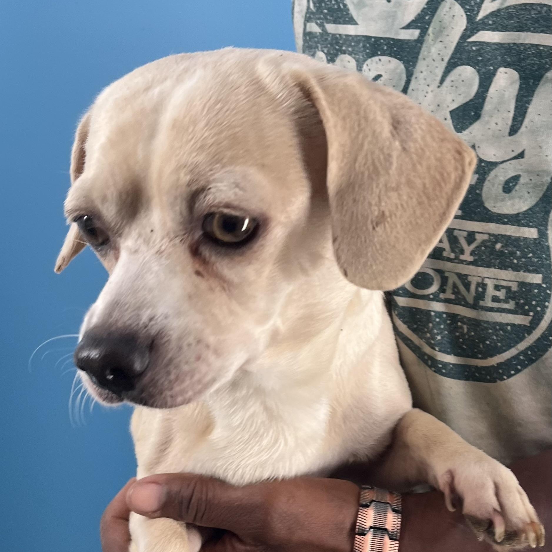 Enlarge Turbo - Local Jan 11, an adoptable mixed breed in Westerly, RI image 8/12