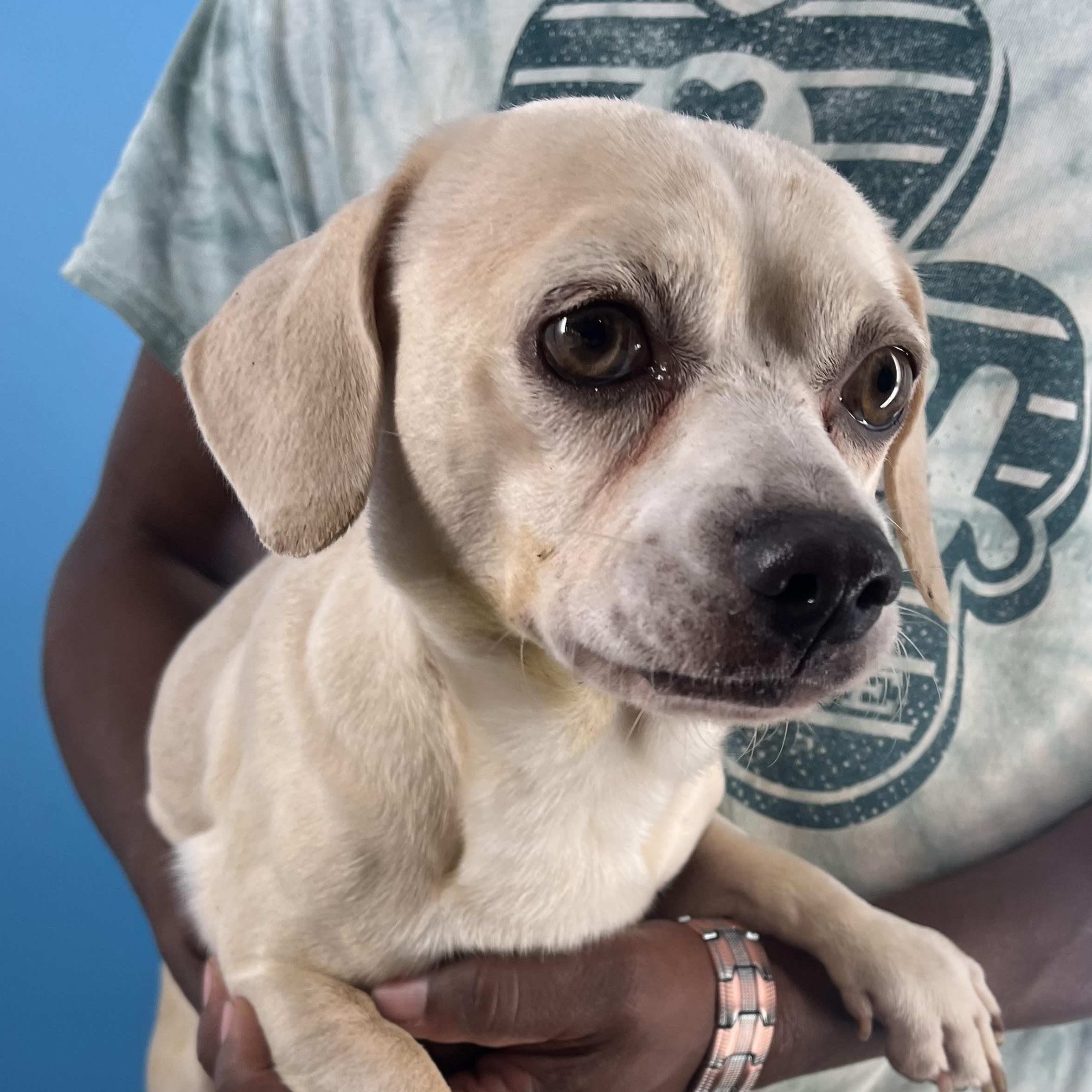 Enlarge Turbo - Local Jan 11, an adoptable mixed breed in Westerly, RI image 10/12