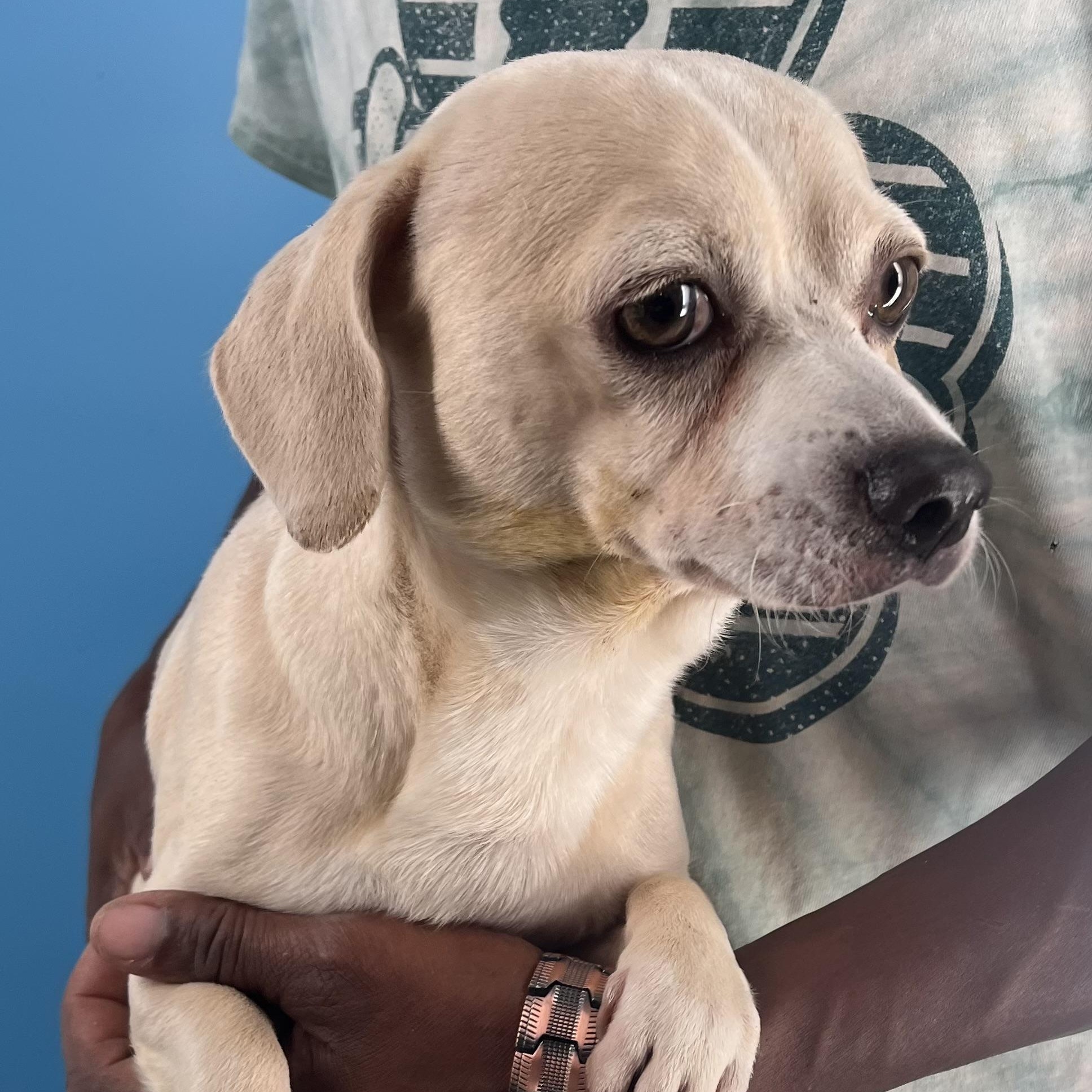Turbo - Local Jan 11, an adoptable mixed breed in Westerly, RI image 3/12