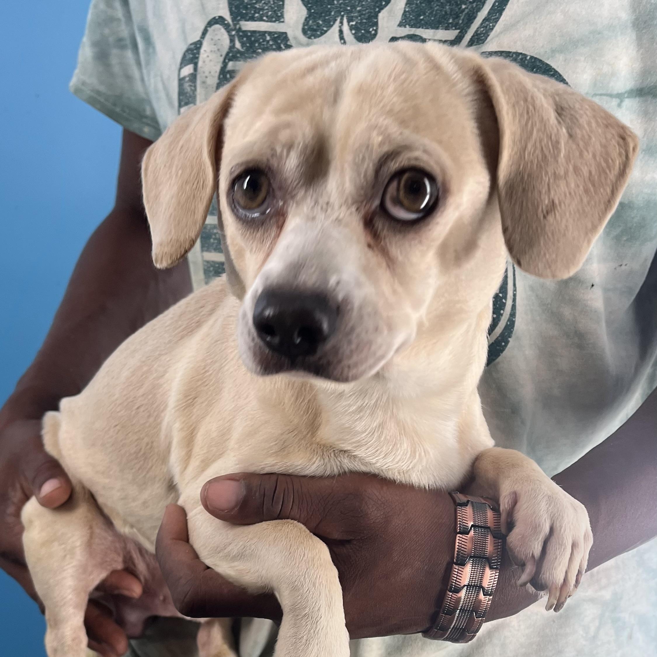 Turbo - Local Jan 11, an adoptable mixed breed in Westerly, RI image 6/12