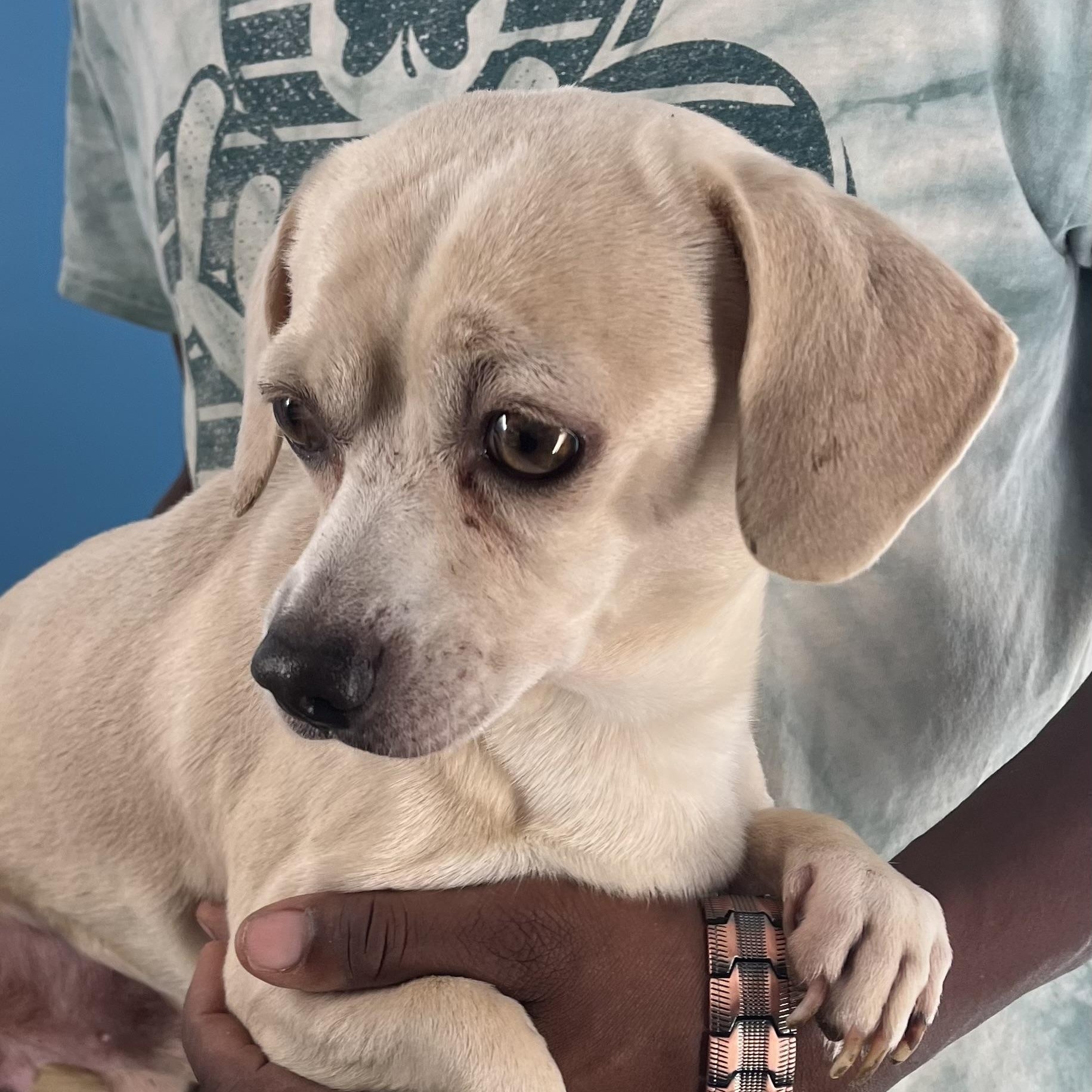 Turbo - Local Jan 11, an adoptable mixed breed in Westerly, RI image 4/12