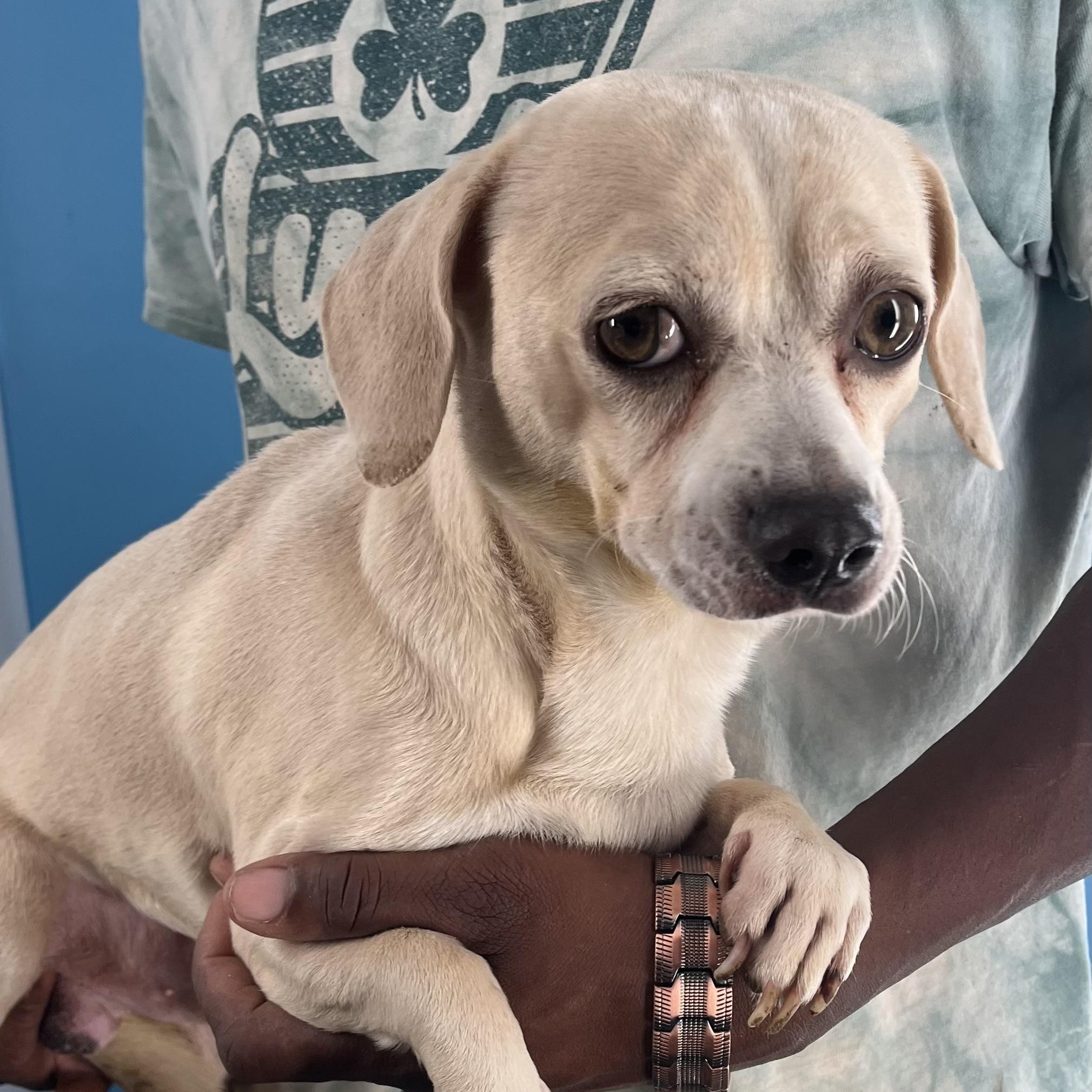 Turbo - Local Jan 11, an adoptable mixed breed in Westerly, RI image 2/12