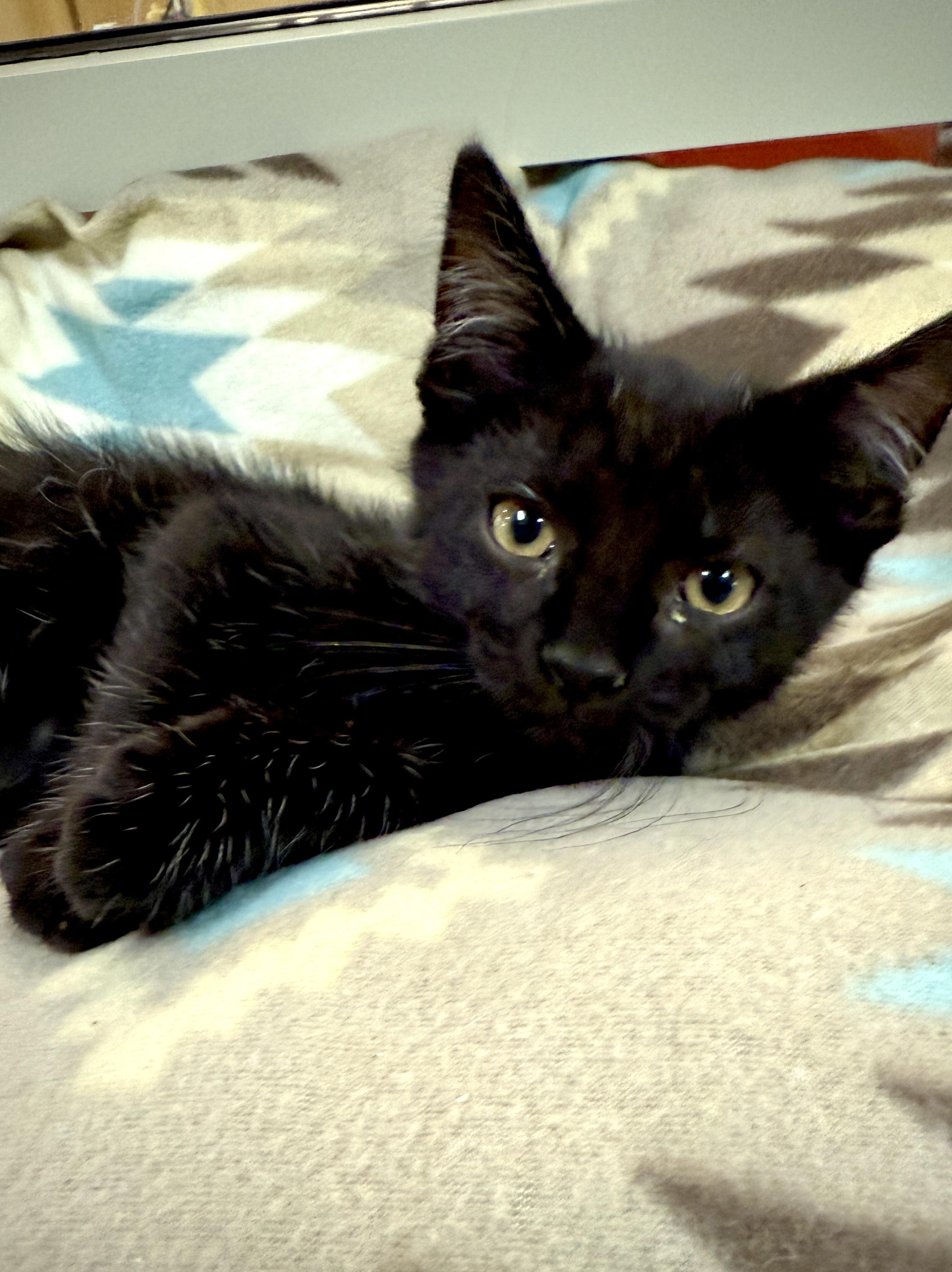 Holy Smokes Owen, Young Male Domestic Short Hair
