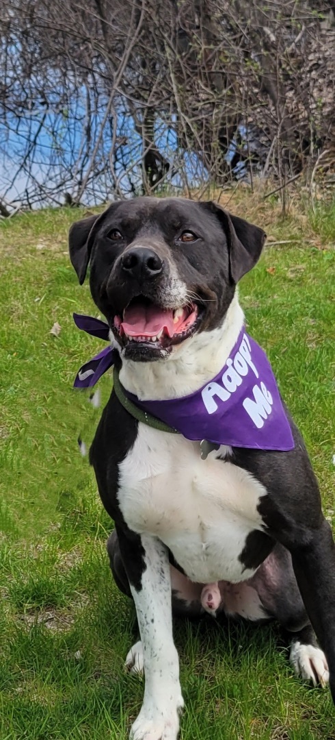 Buddy, a Adoptable mixed breed in Detroit, MI image 3/6