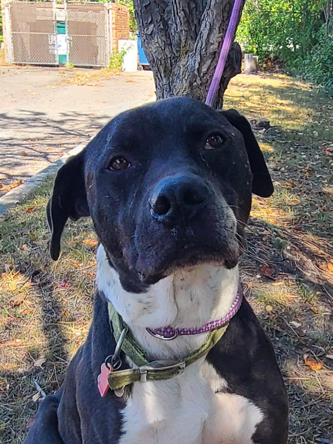 Buddy, a Adoptable mixed breed in Detroit, MI image 2/6