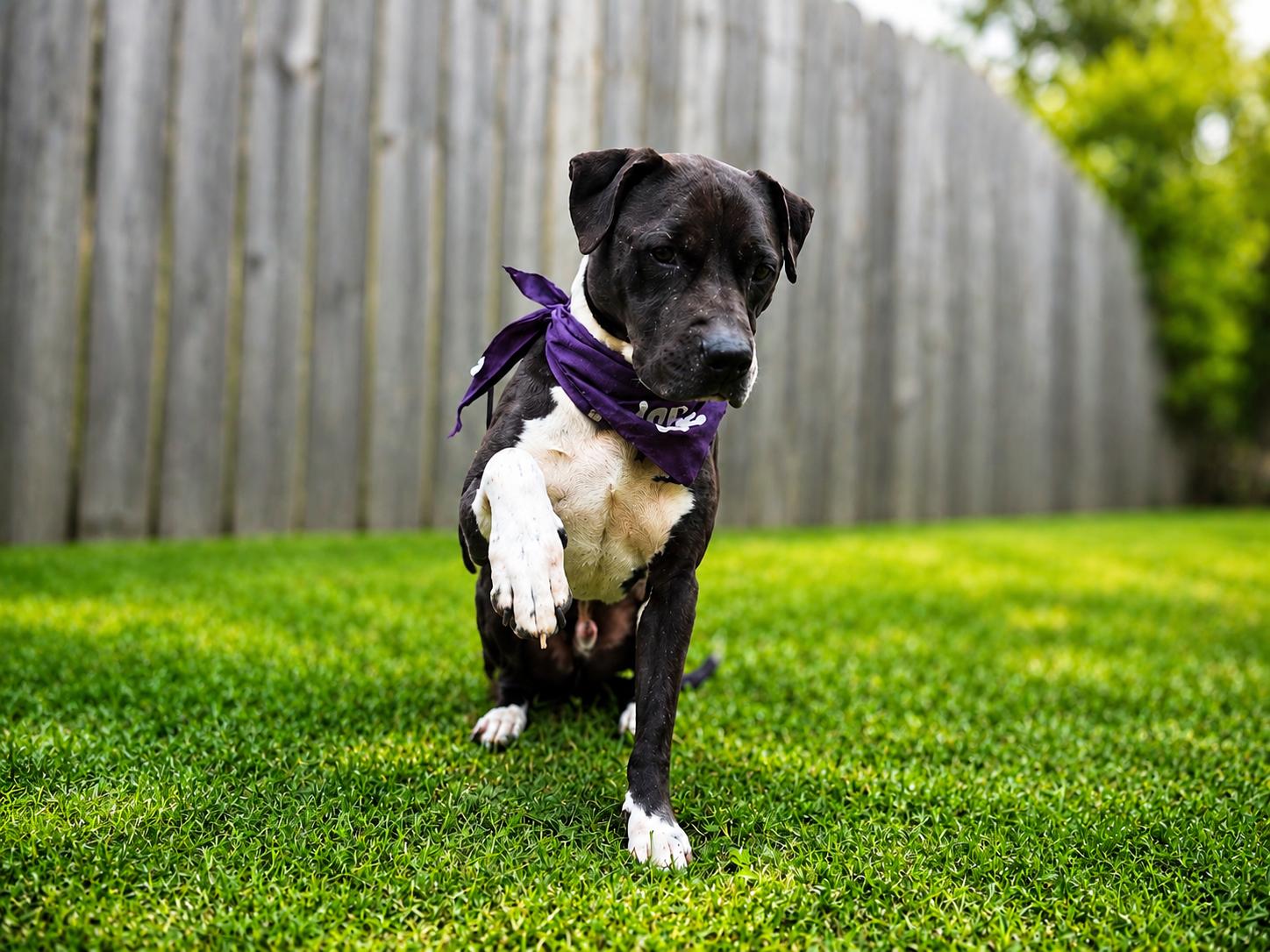 Buddy, a Adoptable mixed breed in Detroit, MI image 3/6