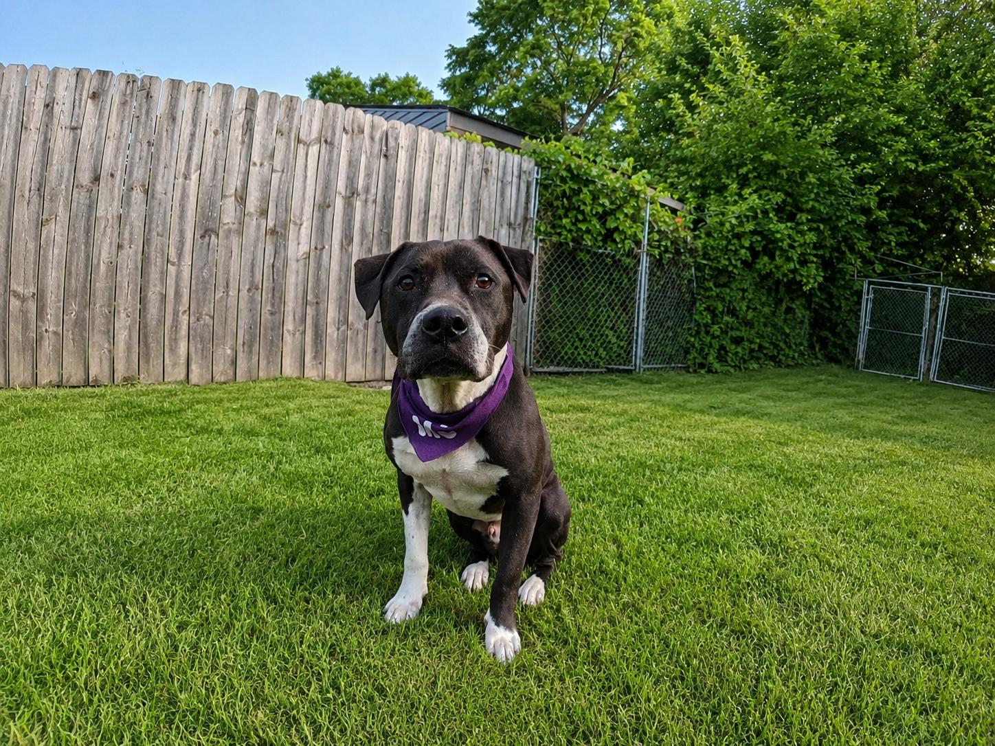 Buddy, a Adoptable mixed breed in Detroit, MI image 1/6