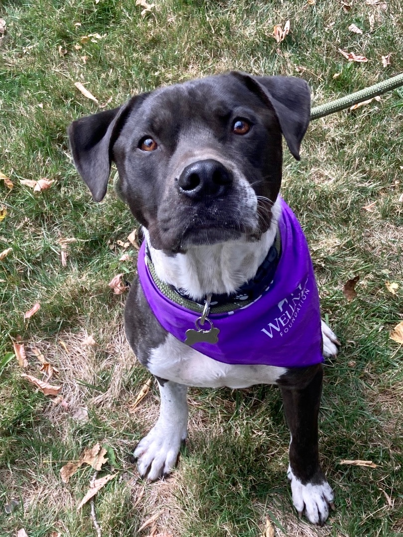 Buddy, a Adoptable mixed breed in Detroit, MI image 4/6