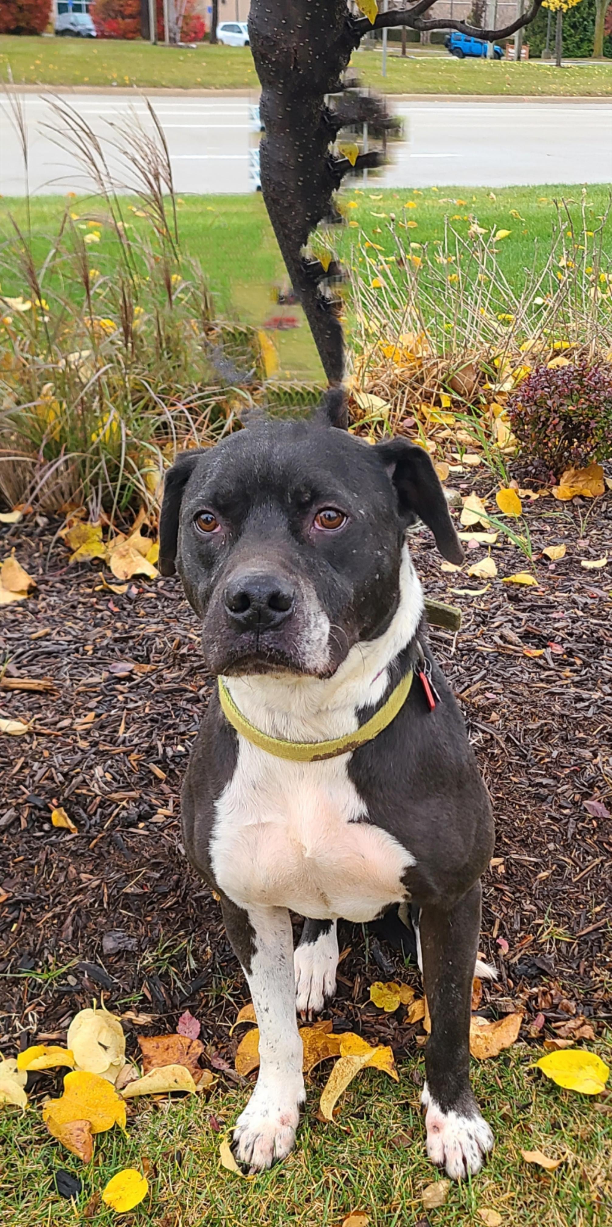 Buddy, a Adoptable mixed breed in Detroit, MI image 1/6