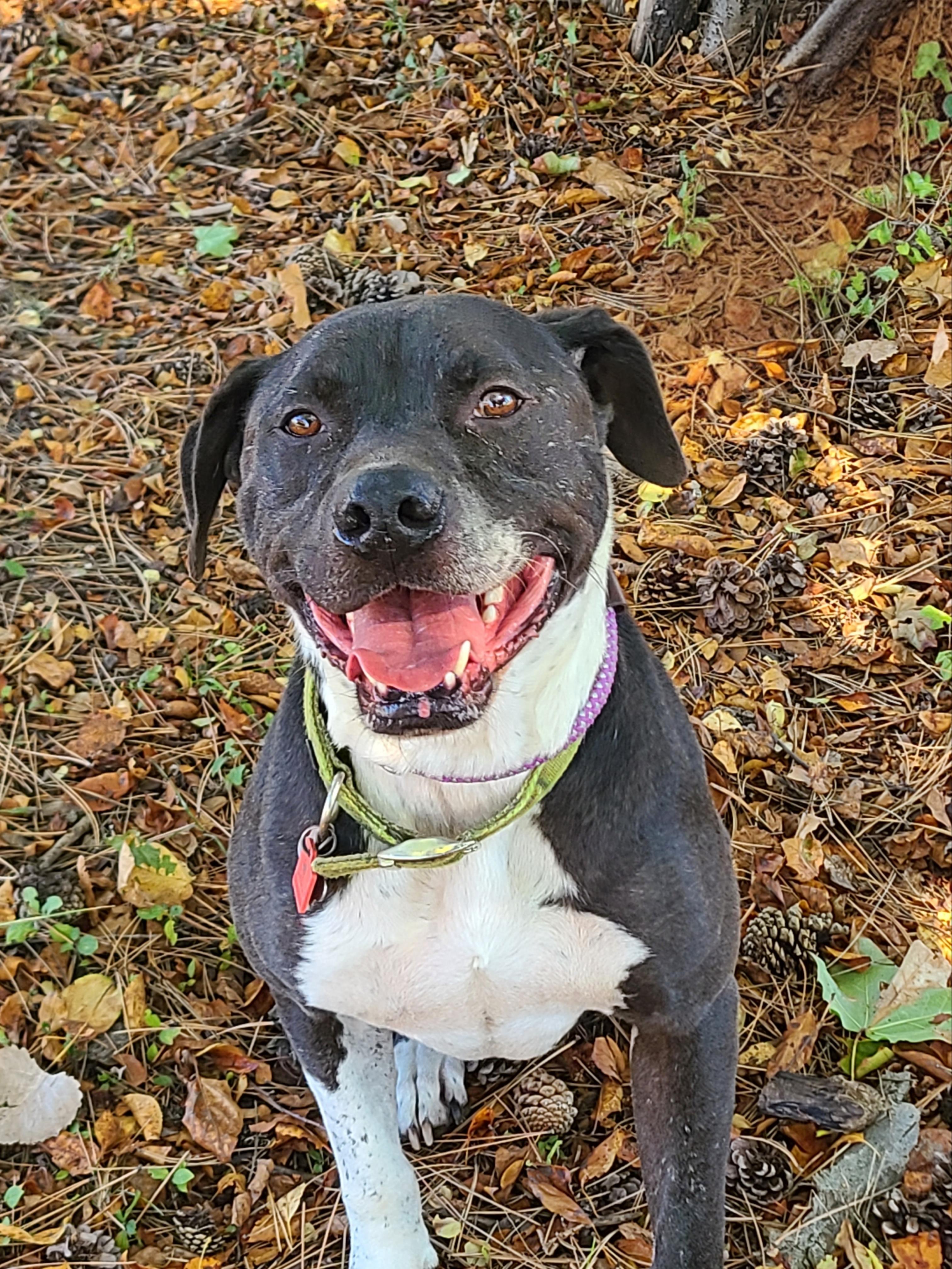 Buddy, a Adoptable mixed breed in Detroit, MI image 5/6