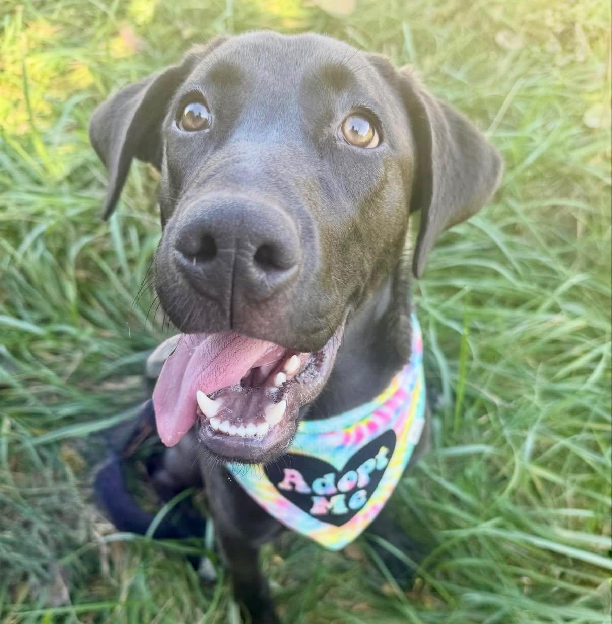 Enlarge Storm , a ADOPTABLE Labrador Retriever in Nashville, TN image 1/6