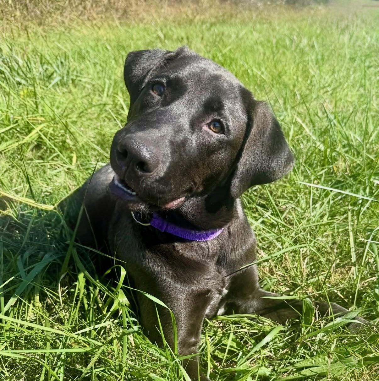 Enlarge Storm , a ADOPTABLE Labrador Retriever in Nashville, TN image 2/6