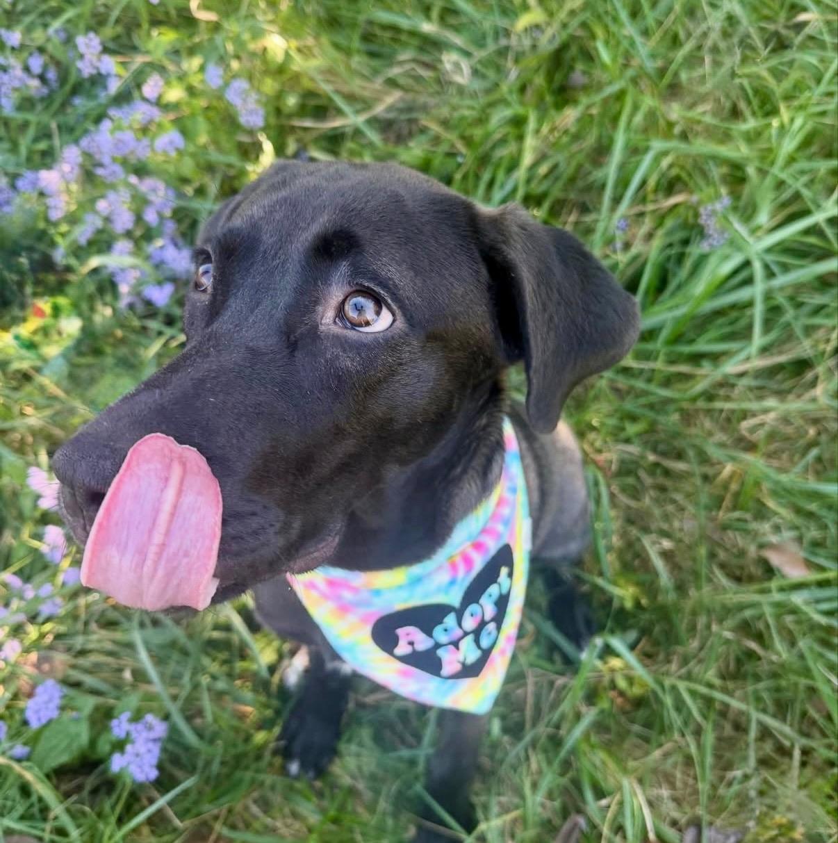 Enlarge Storm , a ADOPTABLE Labrador Retriever in Nashville, TN image 3/6