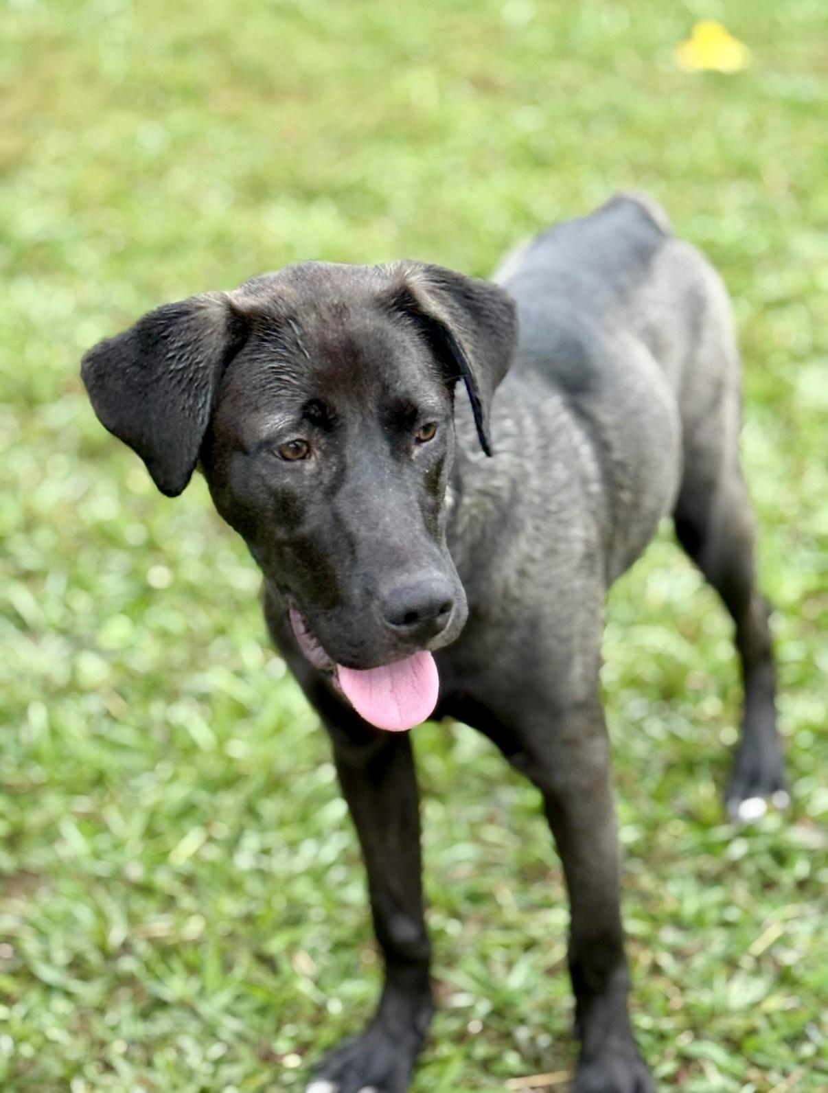 Enlarge Storm , a ADOPTABLE Labrador Retriever in Nashville, TN image 2/4