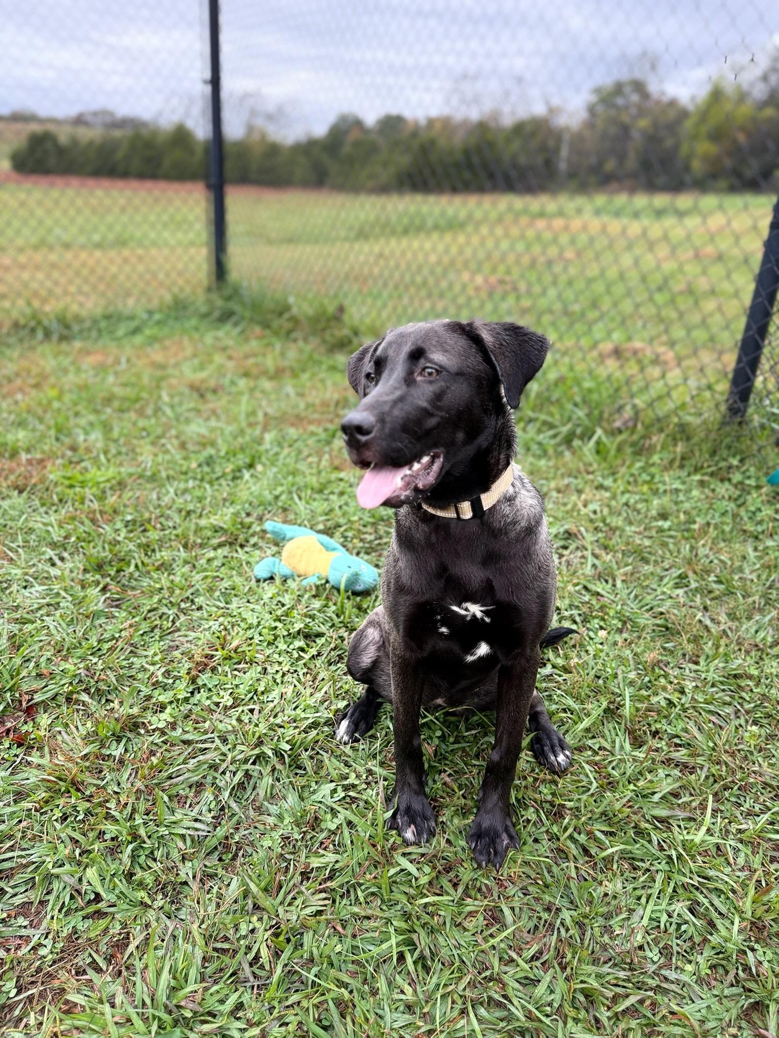 Enlarge Storm , a ADOPTABLE Labrador Retriever in Nashville, TN image 3/4