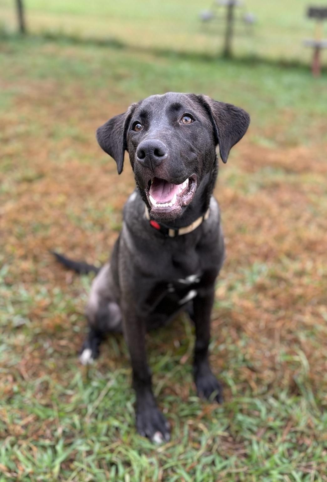 Enlarge Storm , a ADOPTABLE Labrador Retriever in Nashville, TN image 4/4