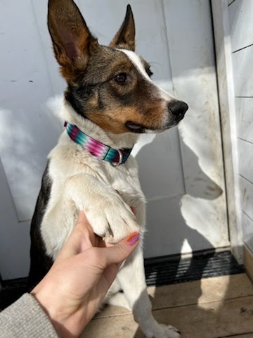 Sage, Adopted, Young Female Australian Cattle Dog / Blue Heeler & Border Collie.
