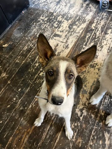 Enlarge Sage, a Adopted mixed breed in MORONI, UT image 2/4