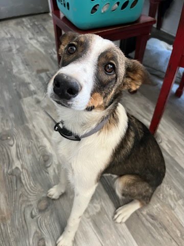 Enlarge Sage, a Adopted mixed breed in MORONI, UT image 3/4