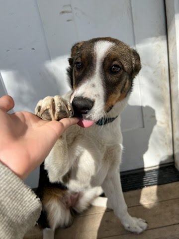 Enlarge Sage, a Adopted mixed breed in MORONI, UT image 4/4