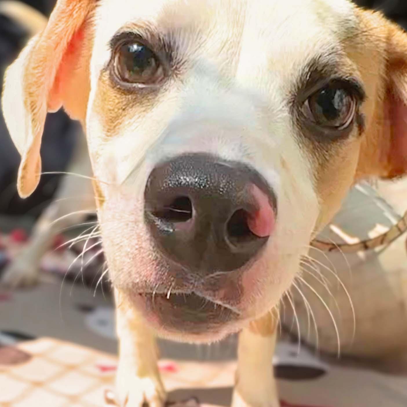 Enlarge Ash, a Adoptable mixed breed in Lindenhurst, NY image 3/3