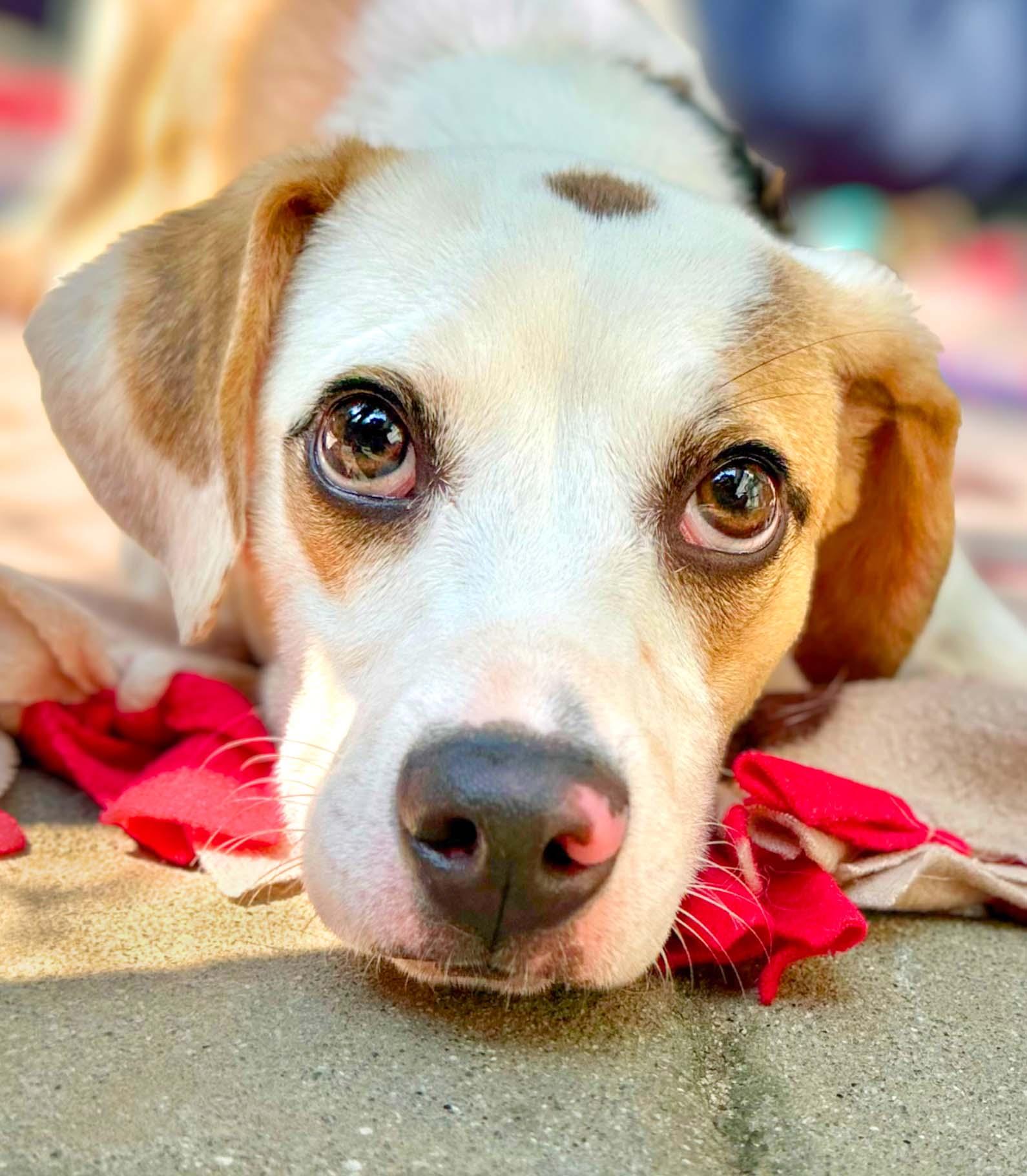 Ash, Adoptable, Young Male Jack Russell Terrier.