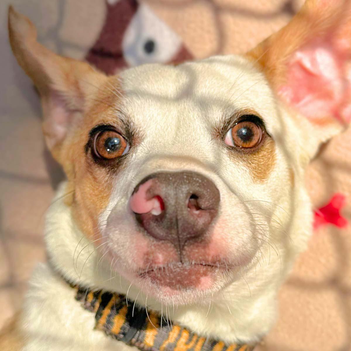 Enlarge Ash, a Adoptable mixed breed in Lindenhurst, NY image 2/3