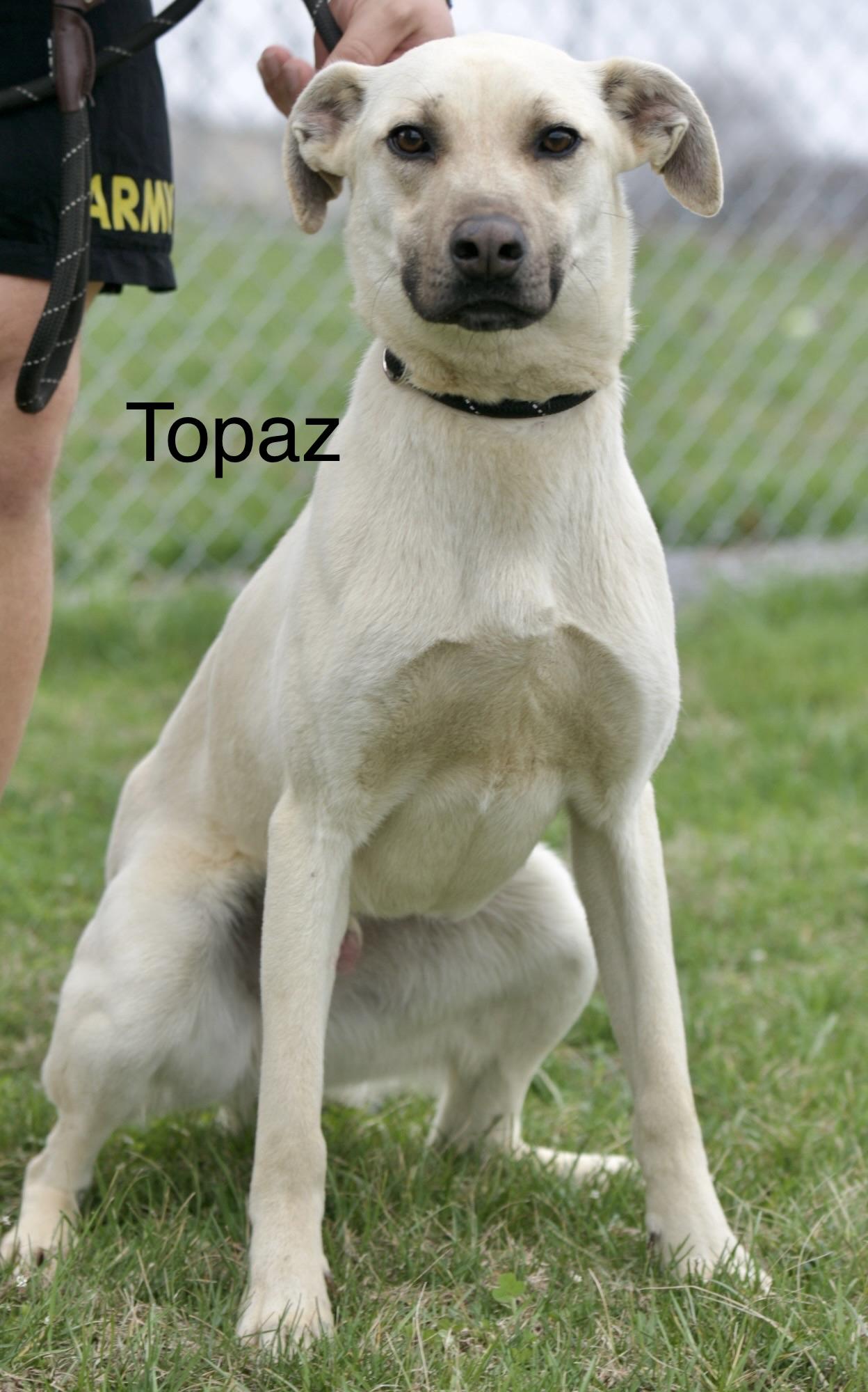 Topaz, ADOPTABLE, Young Male Black Mouth Cur & Labrador Retriever.