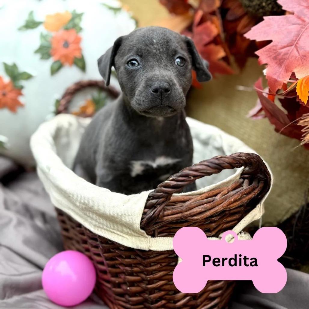 Perdita, Adoptable, Puppy Female Mixed Breed.