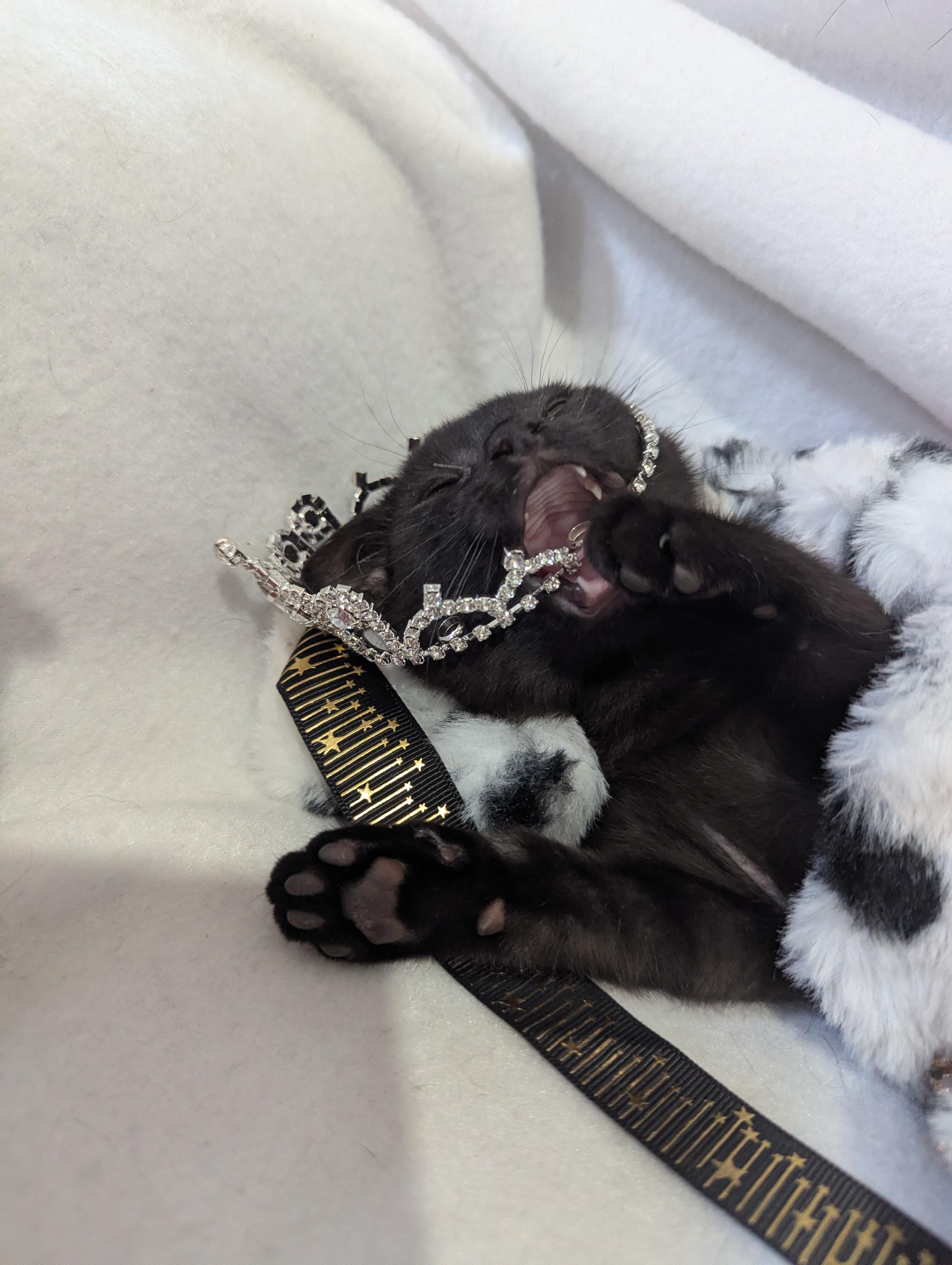 Tiny Overlord (aka Toothless) Seeking Staff, a ADOPTABLE Domestic Short Hair in Haddon Heights, NJ image 6/6