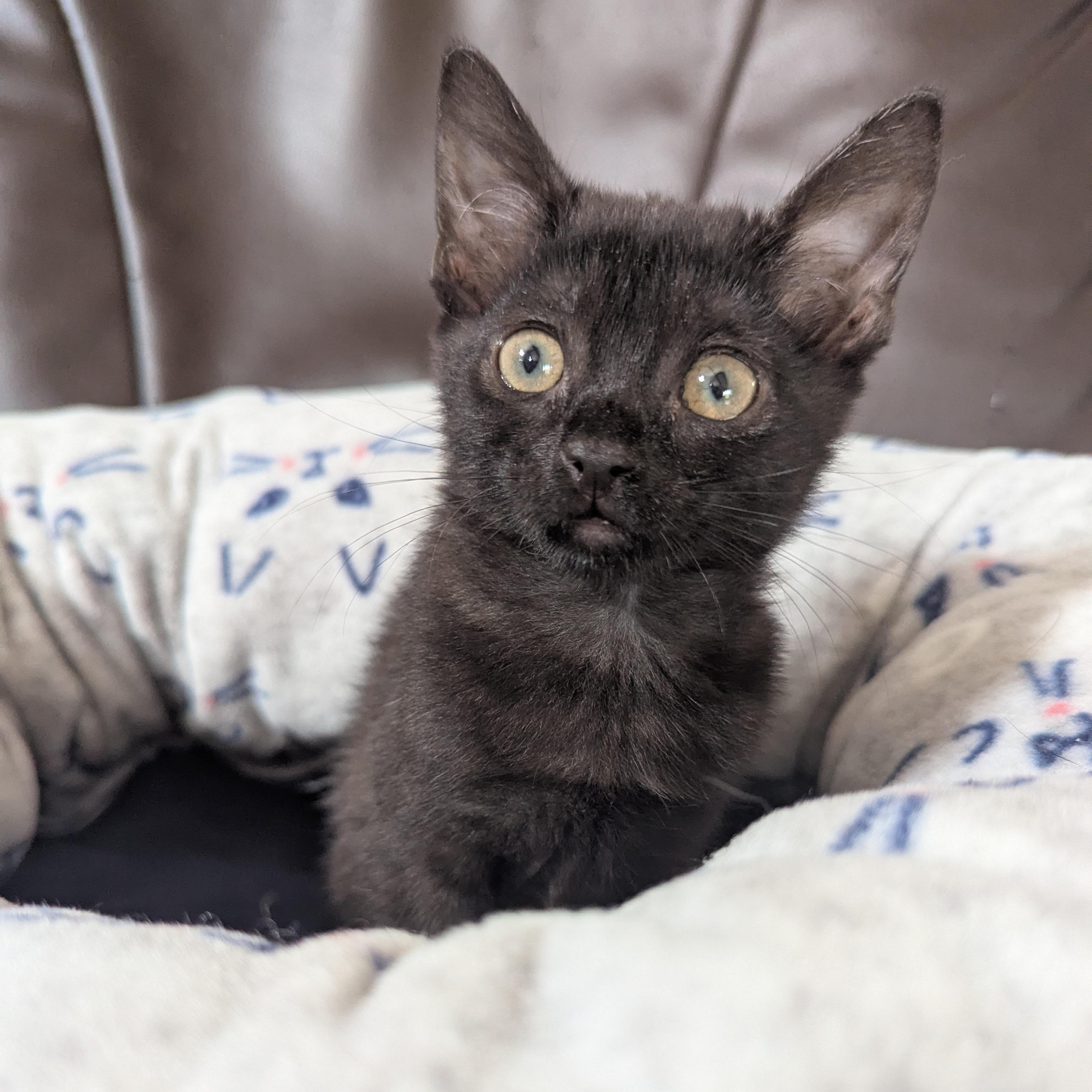 Enlarge Toothless (bonded pair with Rainer), an adopted Domestic Short Hair in Haddon Heights, NJ image 4/6