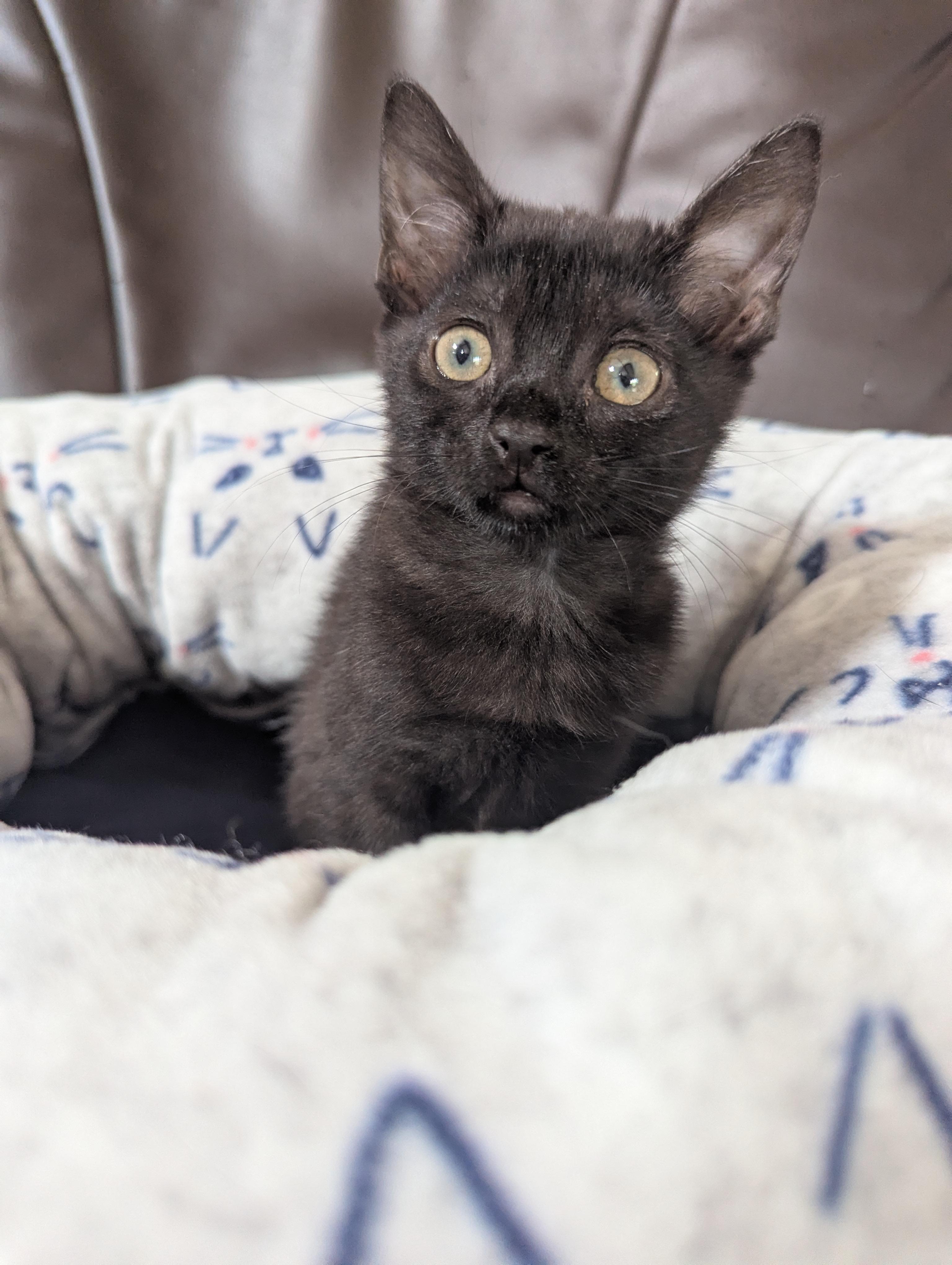 Tiny Overlord (aka Toothless) Seeking Staff, a ADOPTABLE Domestic Short Hair in Haddon Heights, NJ image 3/6