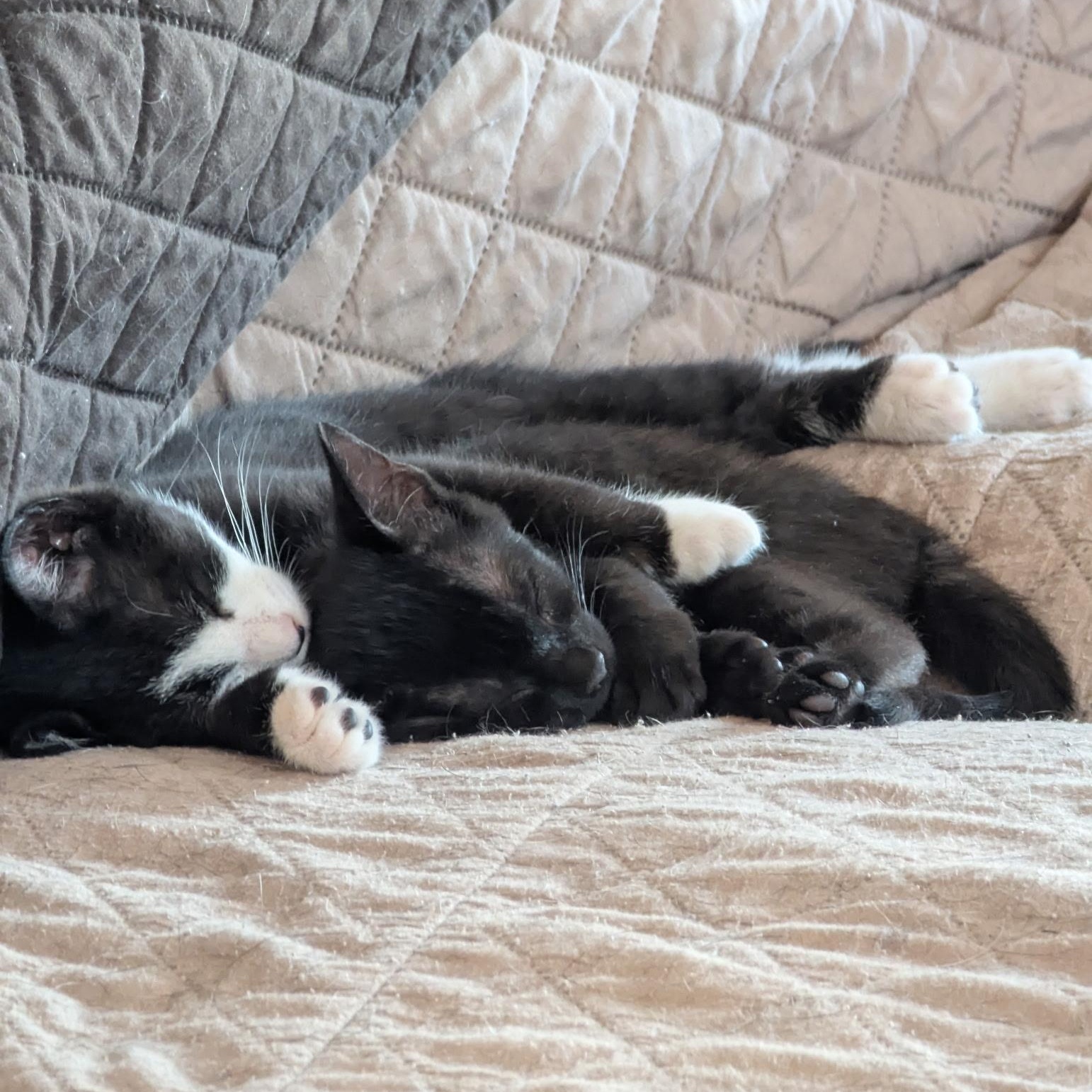 Enlarge Toothless (bonded pair with Rainer), an adopted Domestic Short Hair in Haddon Heights, NJ image 6/6
