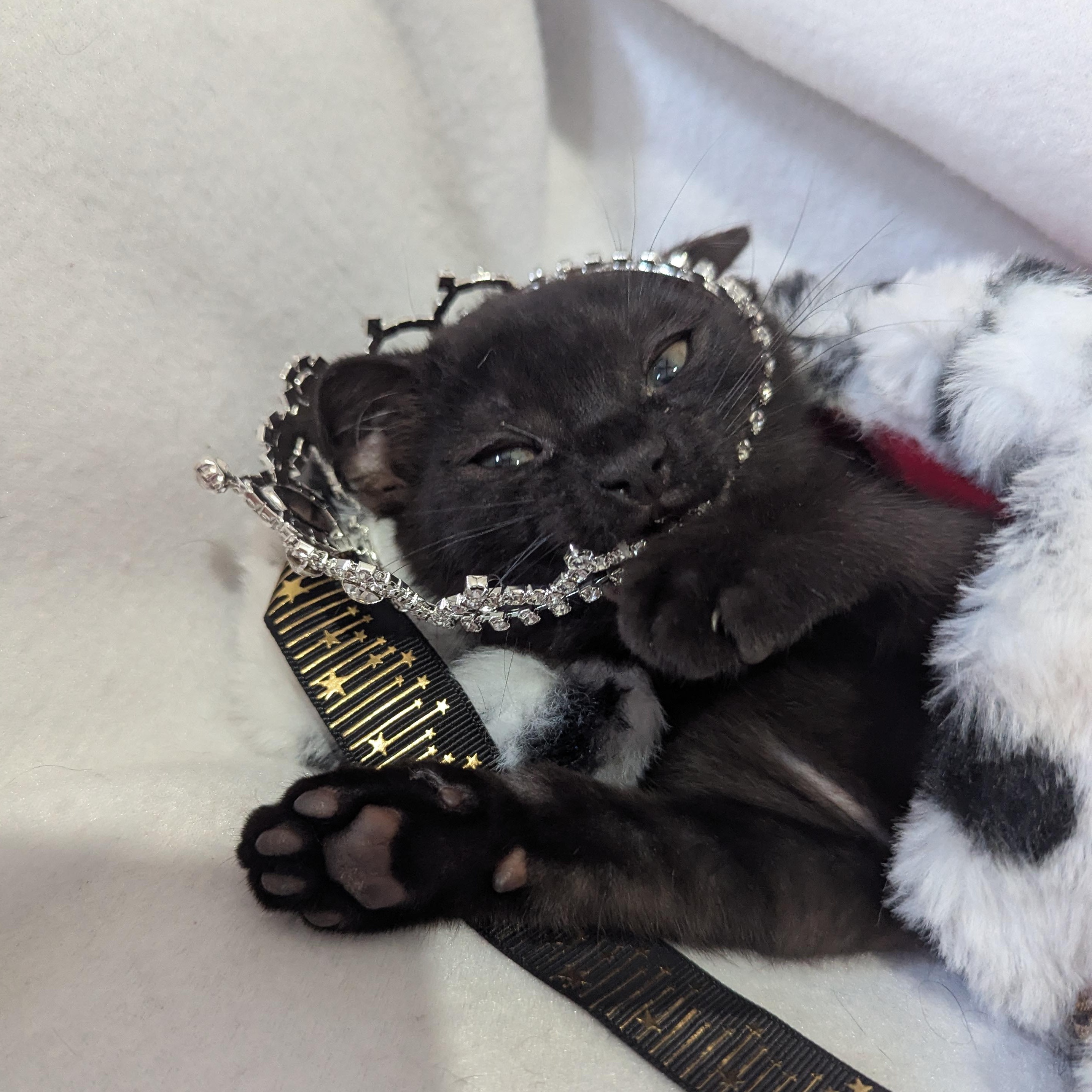 Enlarge Toothless (bonded pair with Rainer), an adopted Domestic Short Hair in Haddon Heights, NJ image 3/6