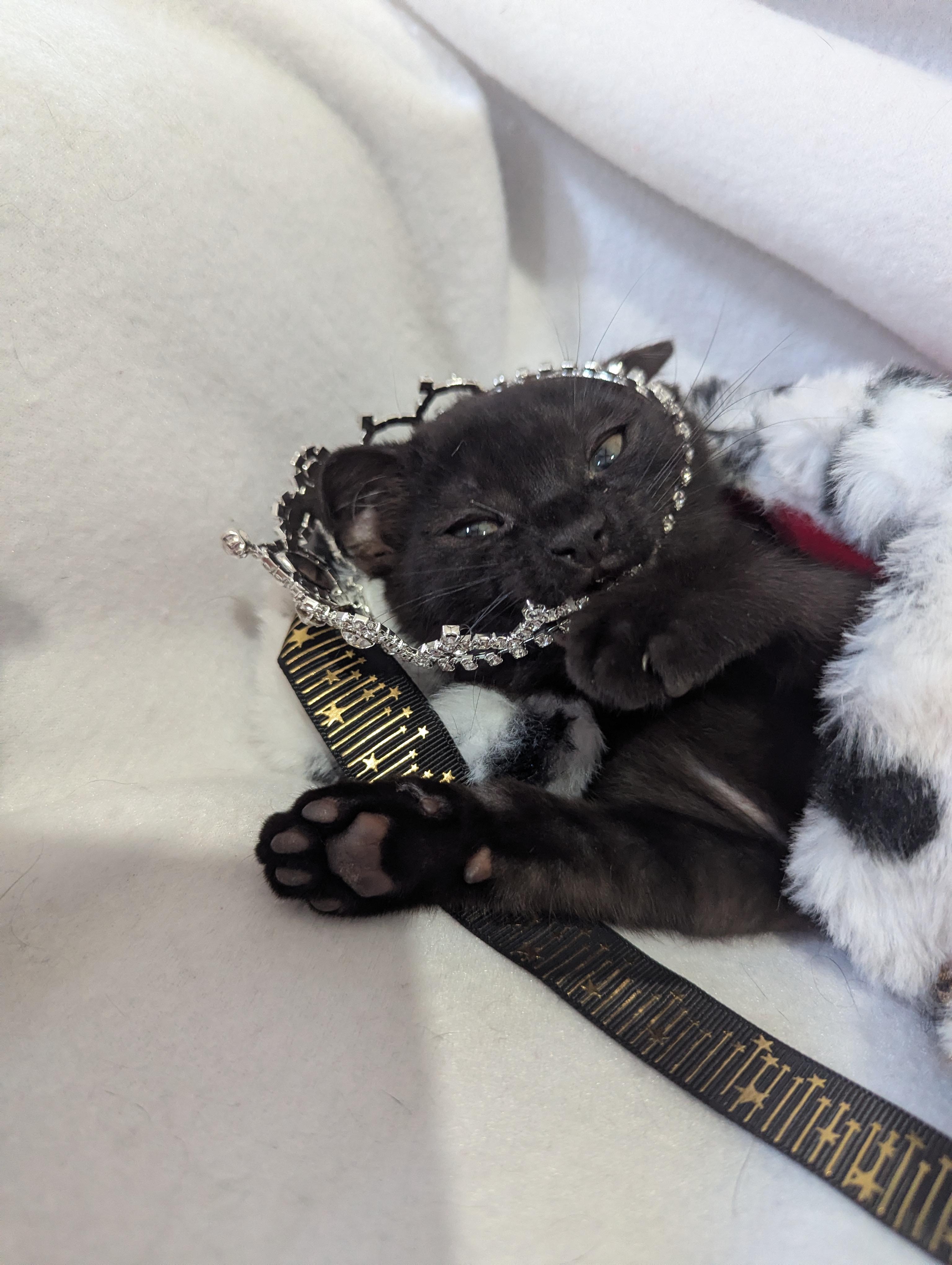 Tiny Overlord (aka Toothless) Seeking Staff, a ADOPTABLE Domestic Short Hair in Haddon Heights, NJ image 5/6