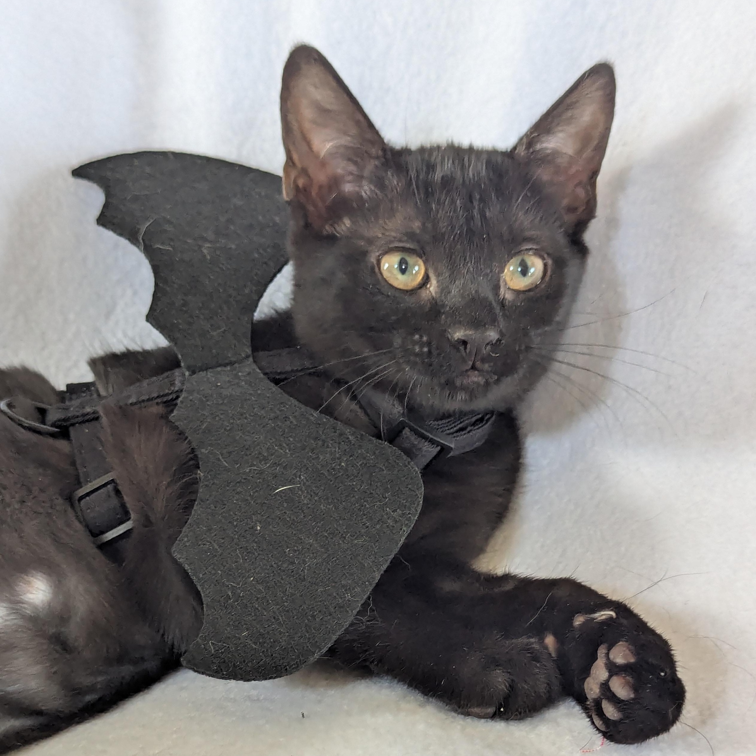 Enlarge Toothless (bonded pair with Rainer), an adopted Domestic Short Hair in Haddon Heights, NJ image 1/6