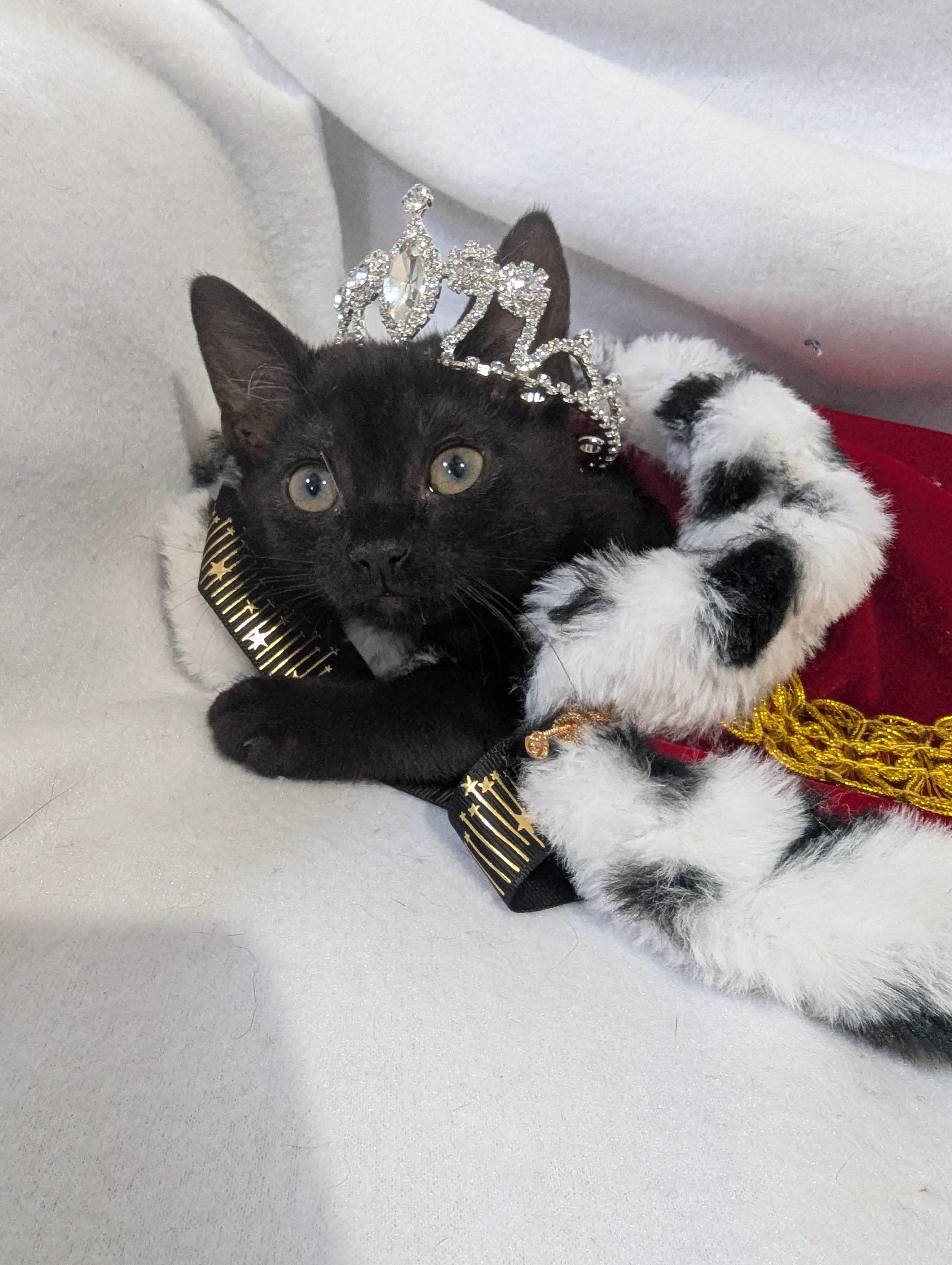 Tiny Overlord (aka Toothless) Seeking Staff, ADOPTABLE, Kitten Female Domestic Short Hair.