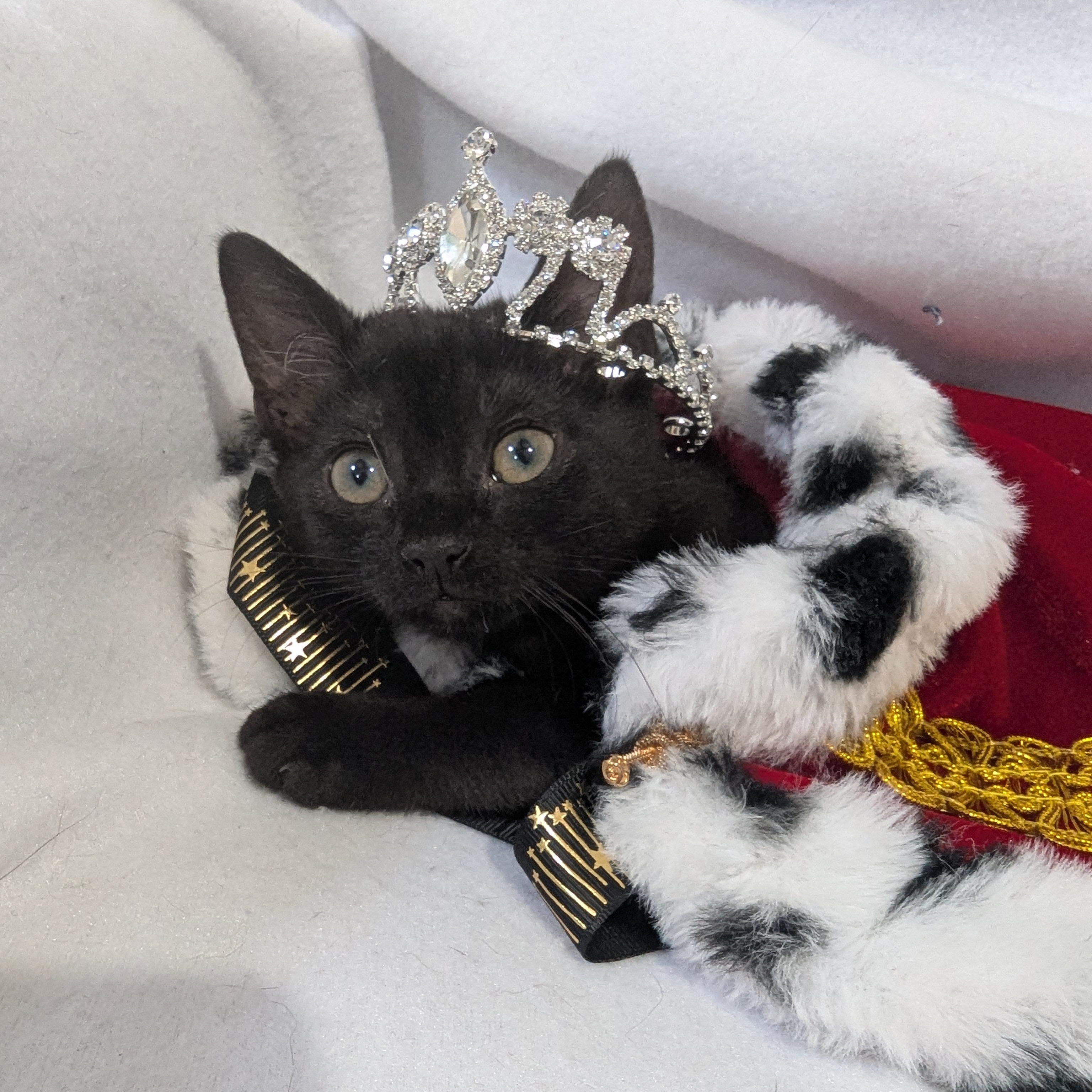 Enlarge Toothless (bonded pair with Rainer), an adopted Domestic Short Hair in Haddon Heights, NJ image 2/6
