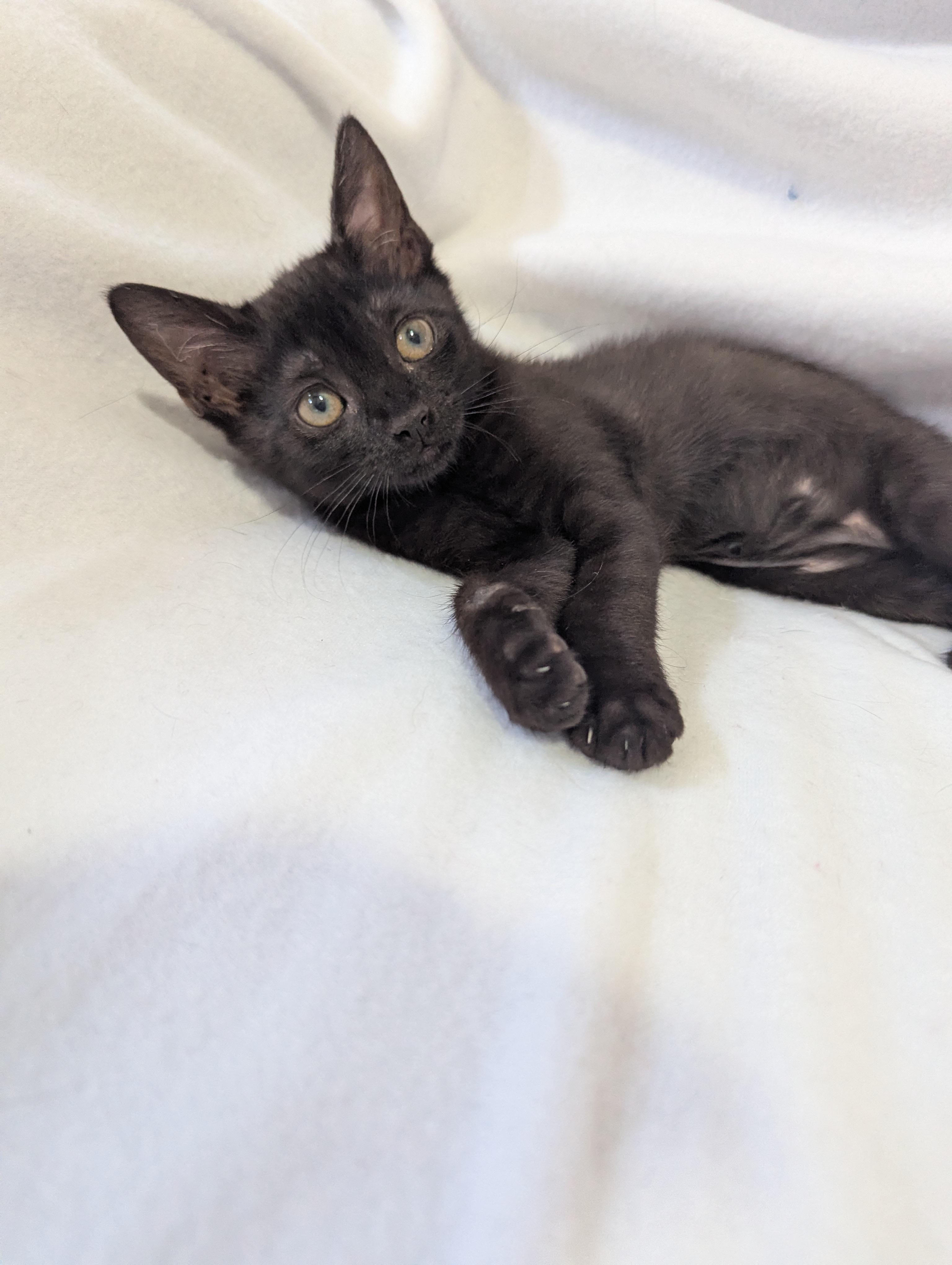 Tiny Overlord (aka Toothless) Seeking Staff, a ADOPTABLE Domestic Short Hair in Haddon Heights, NJ image 2/6
