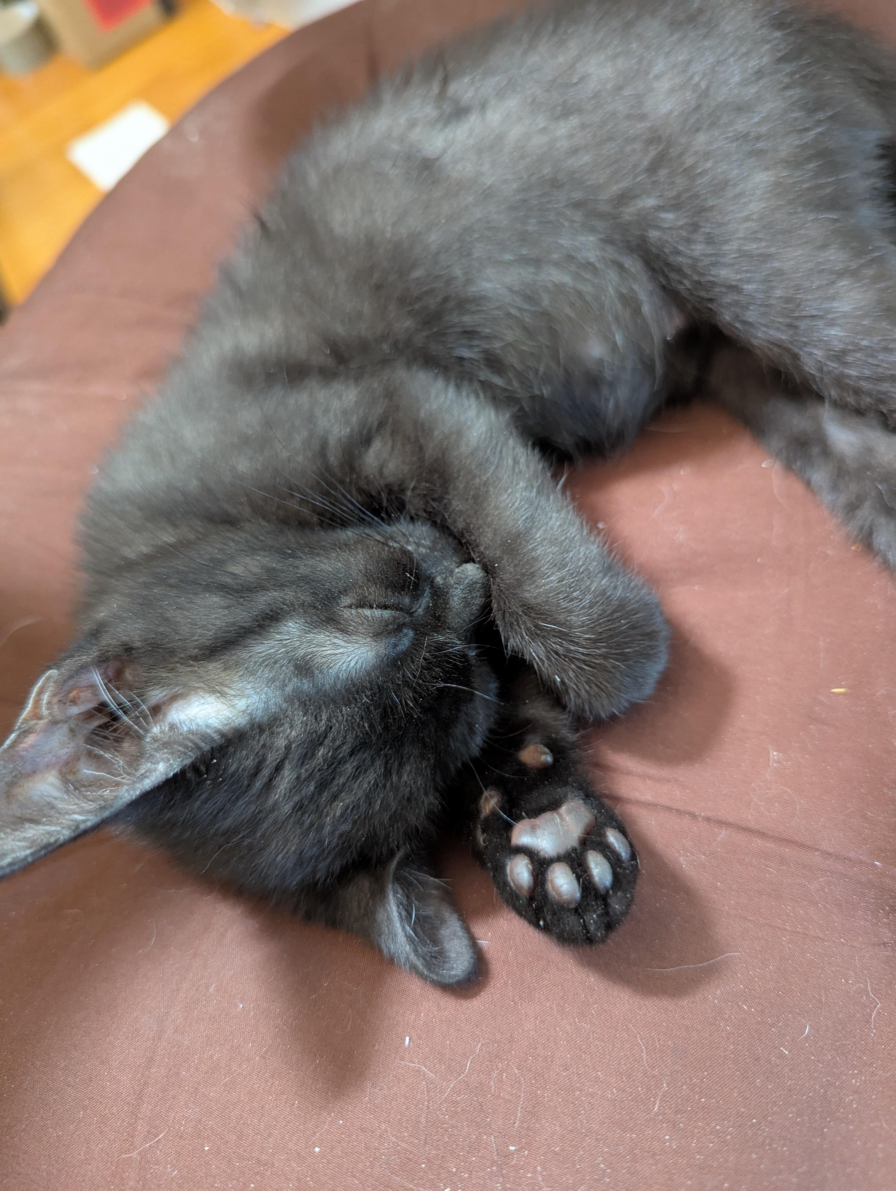 Tiny Overlord (aka Toothless) Seeking Staff, a ADOPTABLE Domestic Short Hair in Haddon Heights, NJ image 4/6