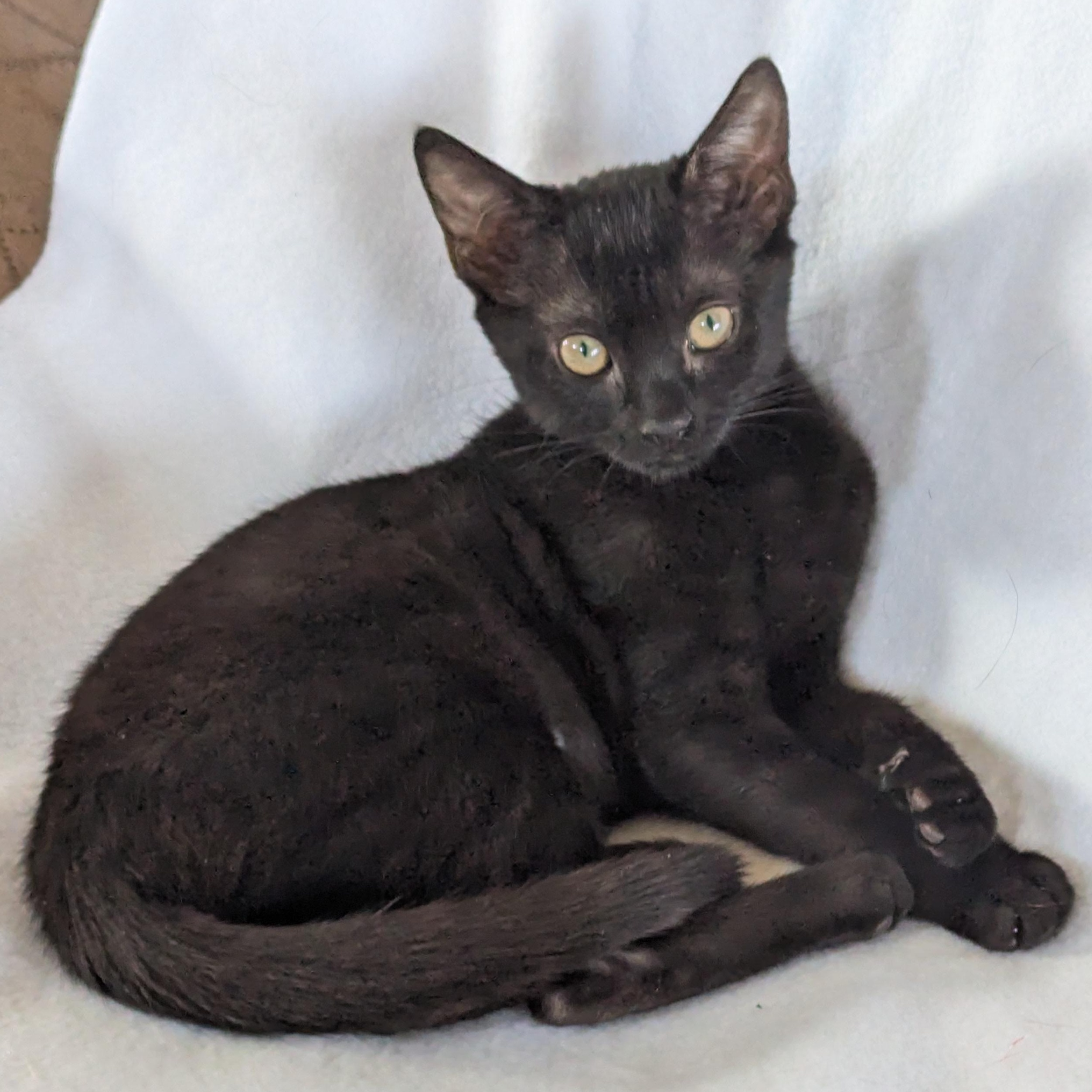 Enlarge Toothless (bonded pair with Rainer), an adopted Domestic Short Hair in Haddon Heights, NJ image 5/6