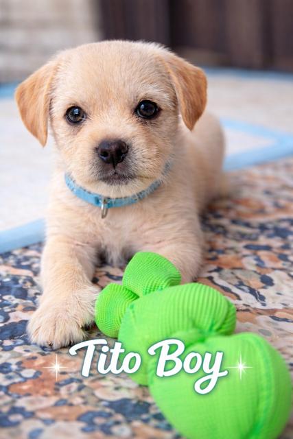 Enlarge Tito , a ADOPTABLE mixed breed in Kirkland , WA image 3/3