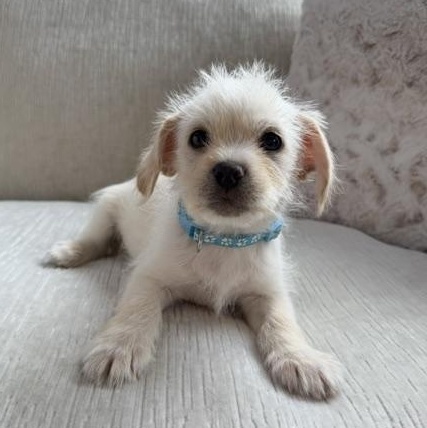 Tito , adopted, Puppy Male Terrier & Chihuahua.